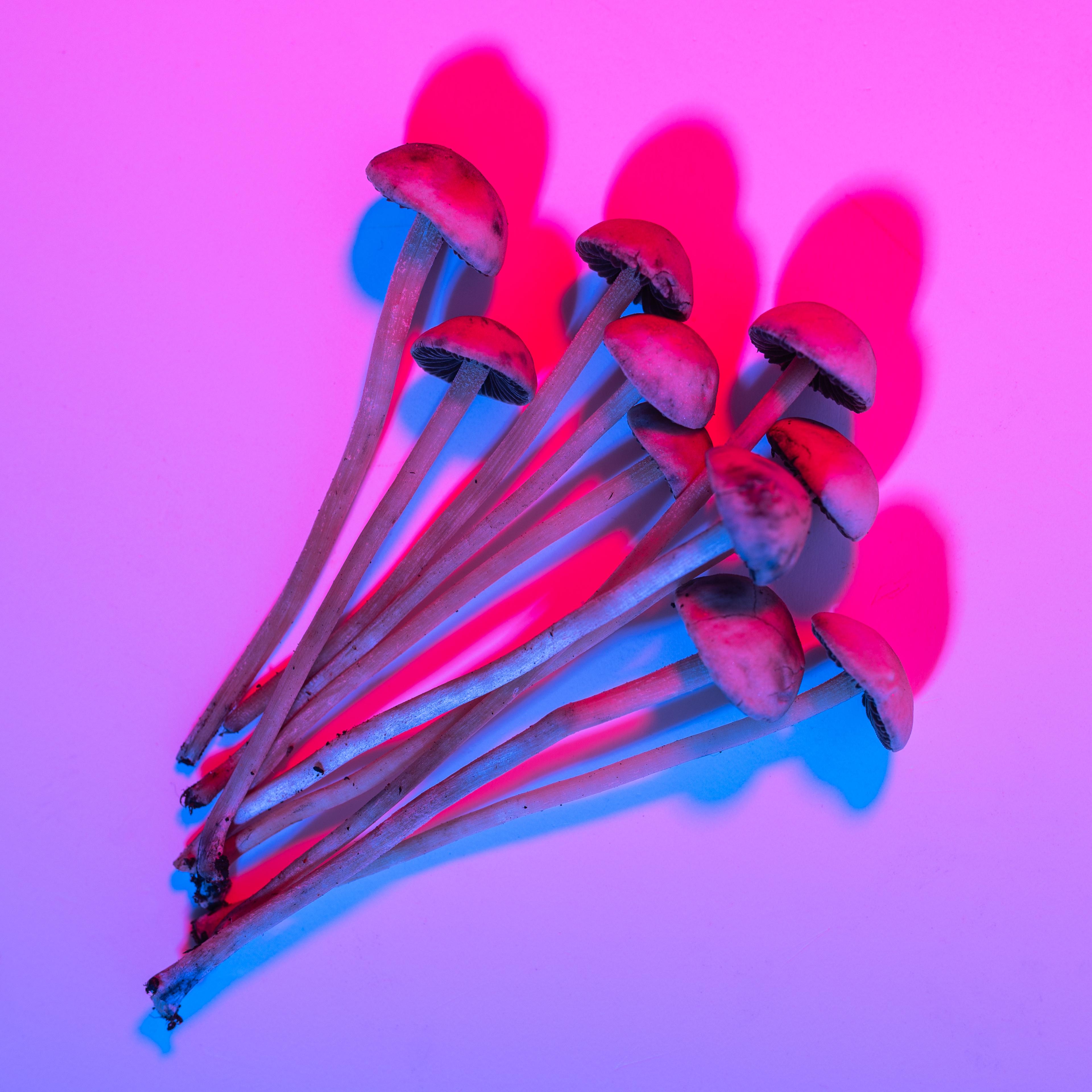 Psilocybin mushrooms