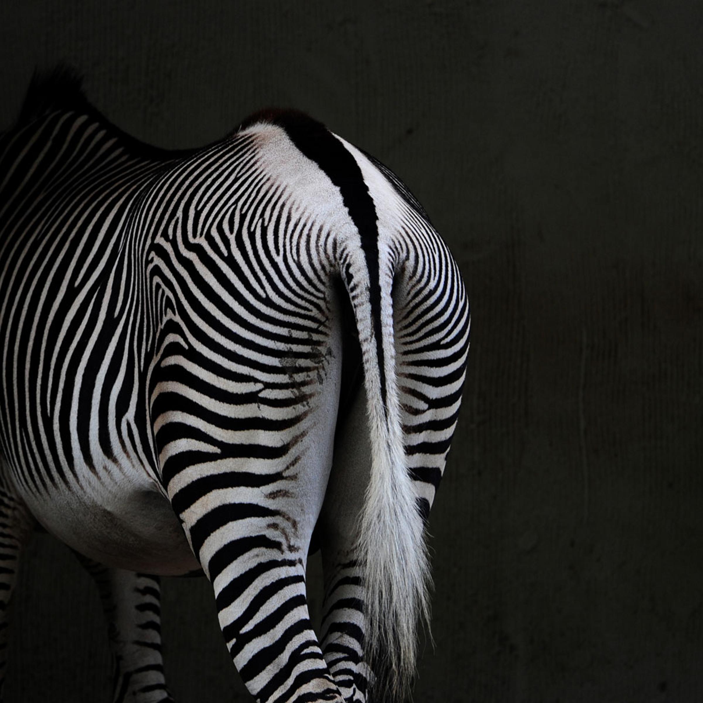 A zebra in its enclosure in Berlin's Zoo.