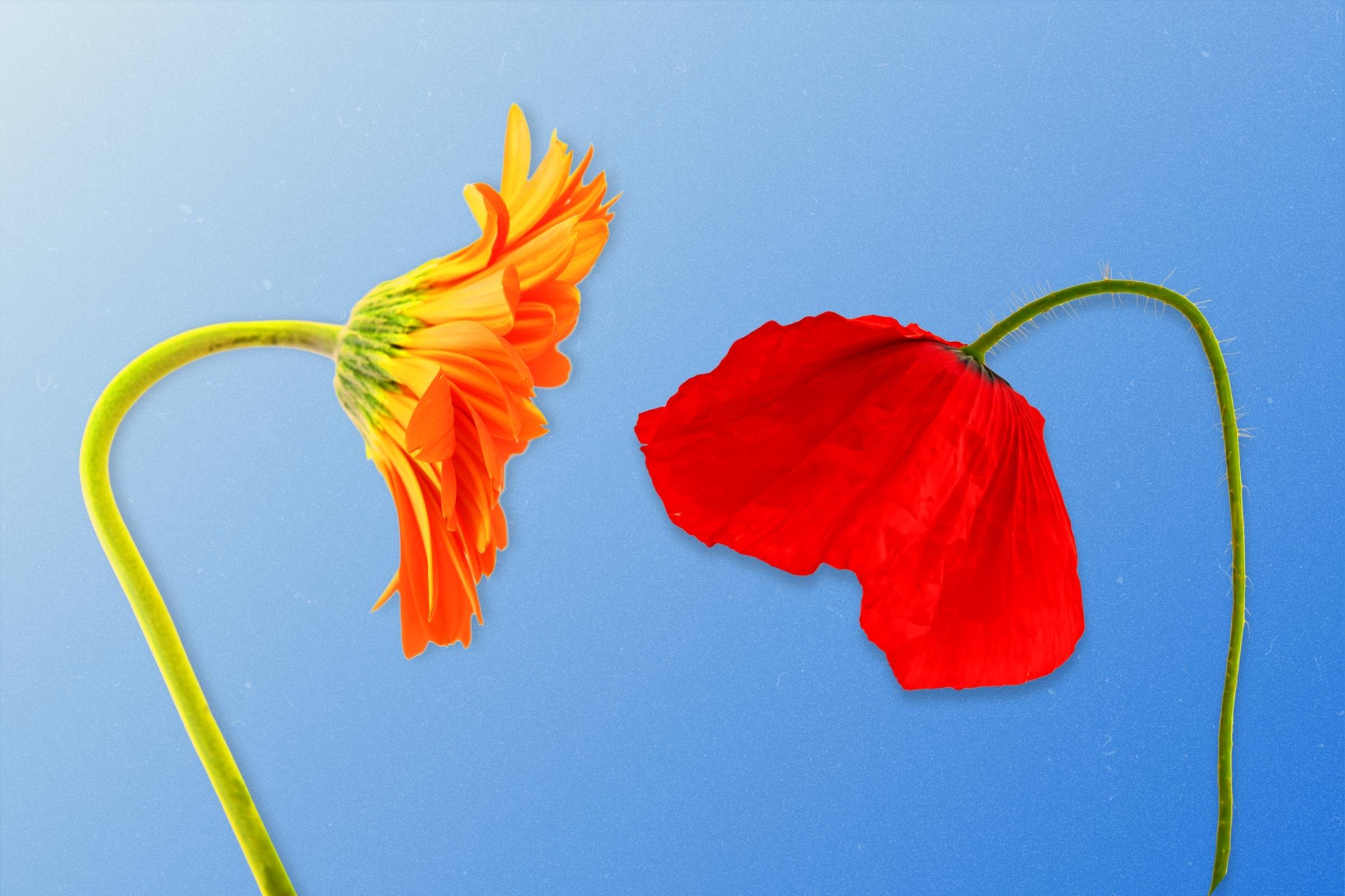 Two bright slouching flowers, one is a daisy one is a poppy