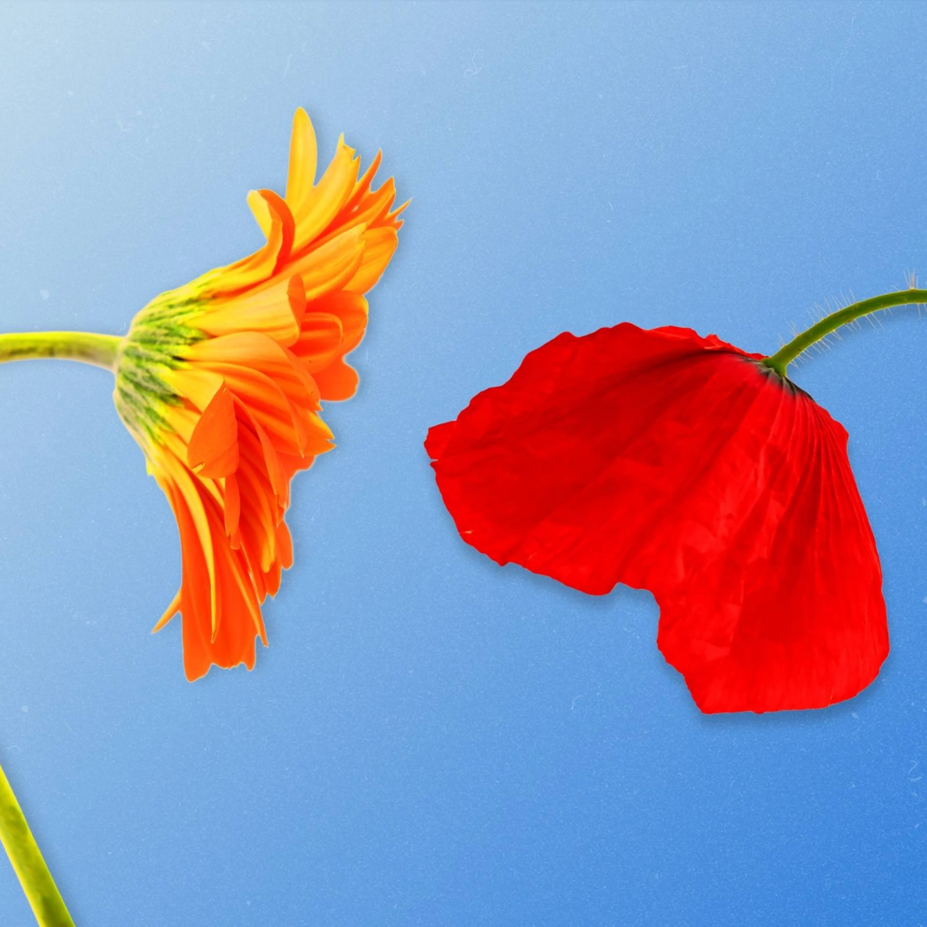 Two bright slouching flowers, one is a daisy one is a poppy