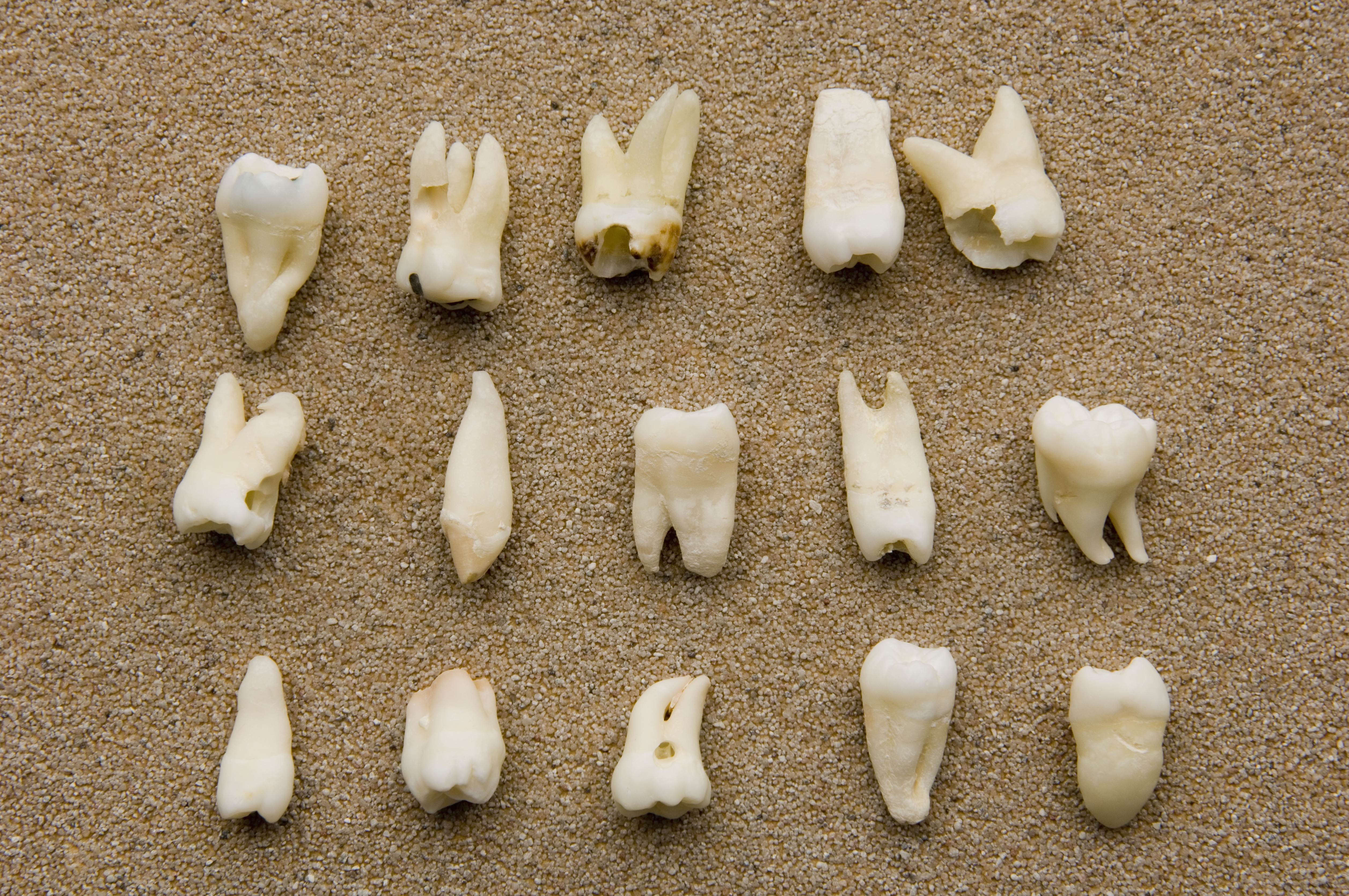 Teeth