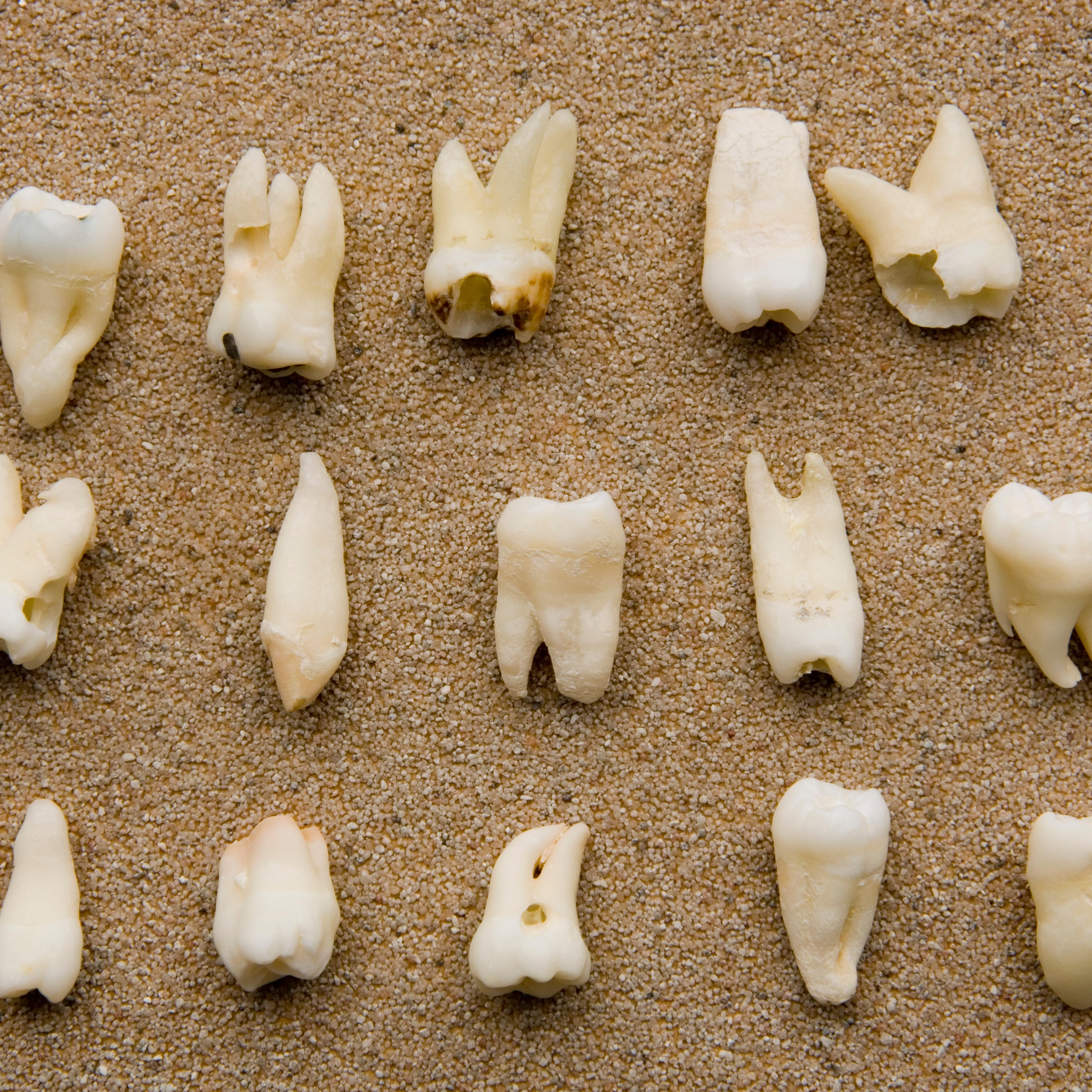 Teeth