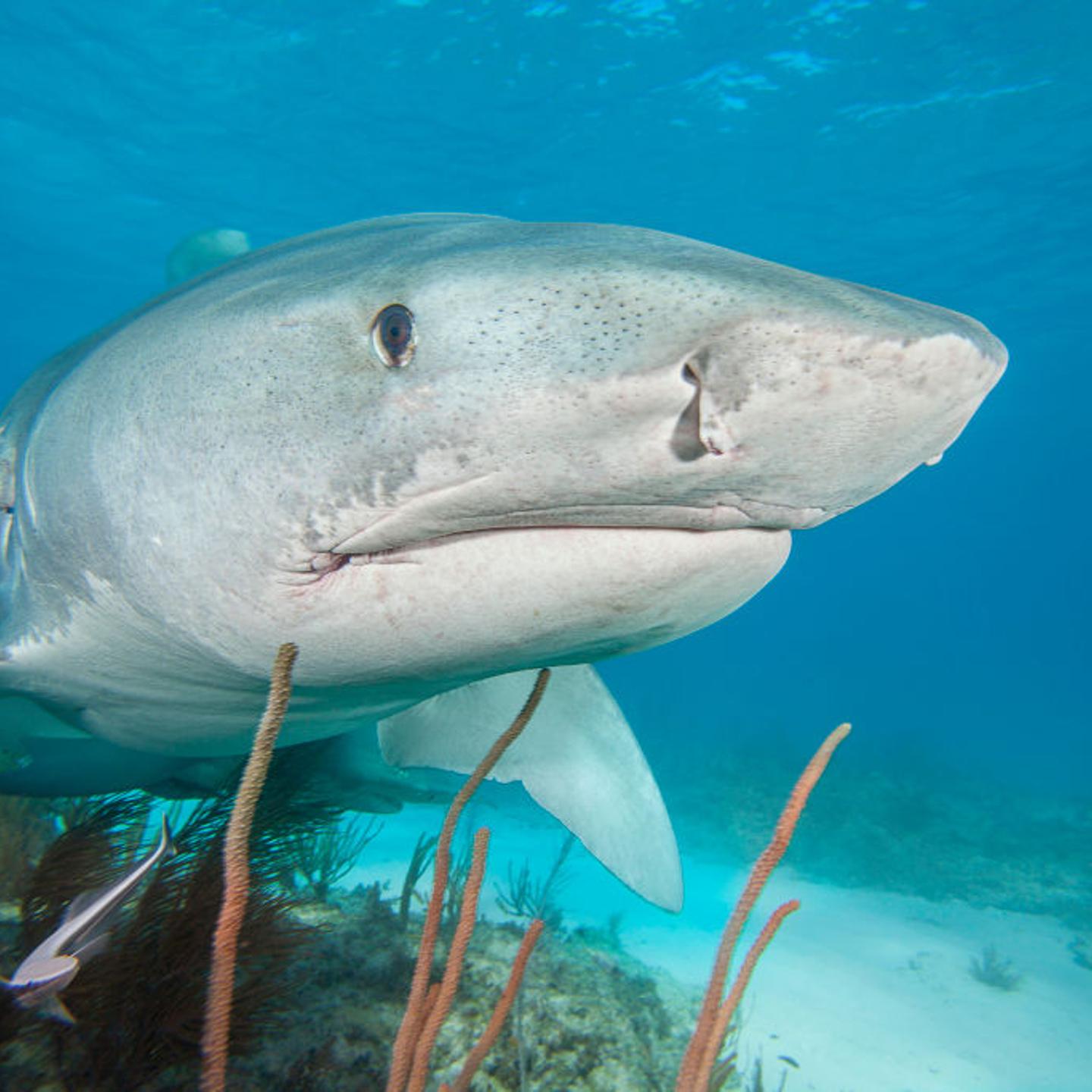 The front end of a Tiger shark ( Galeocerdo cuvier), Tiger Beach, in the Atlantic Ocean. Bahamas