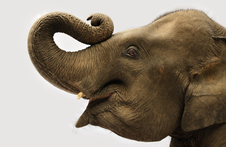 Wounded Elephant Screechings