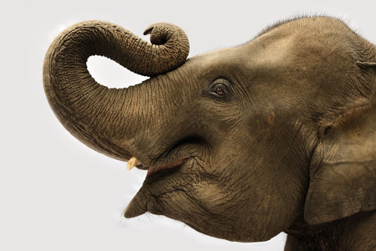 Clapped Elephant Wounded Elephant Screechings
