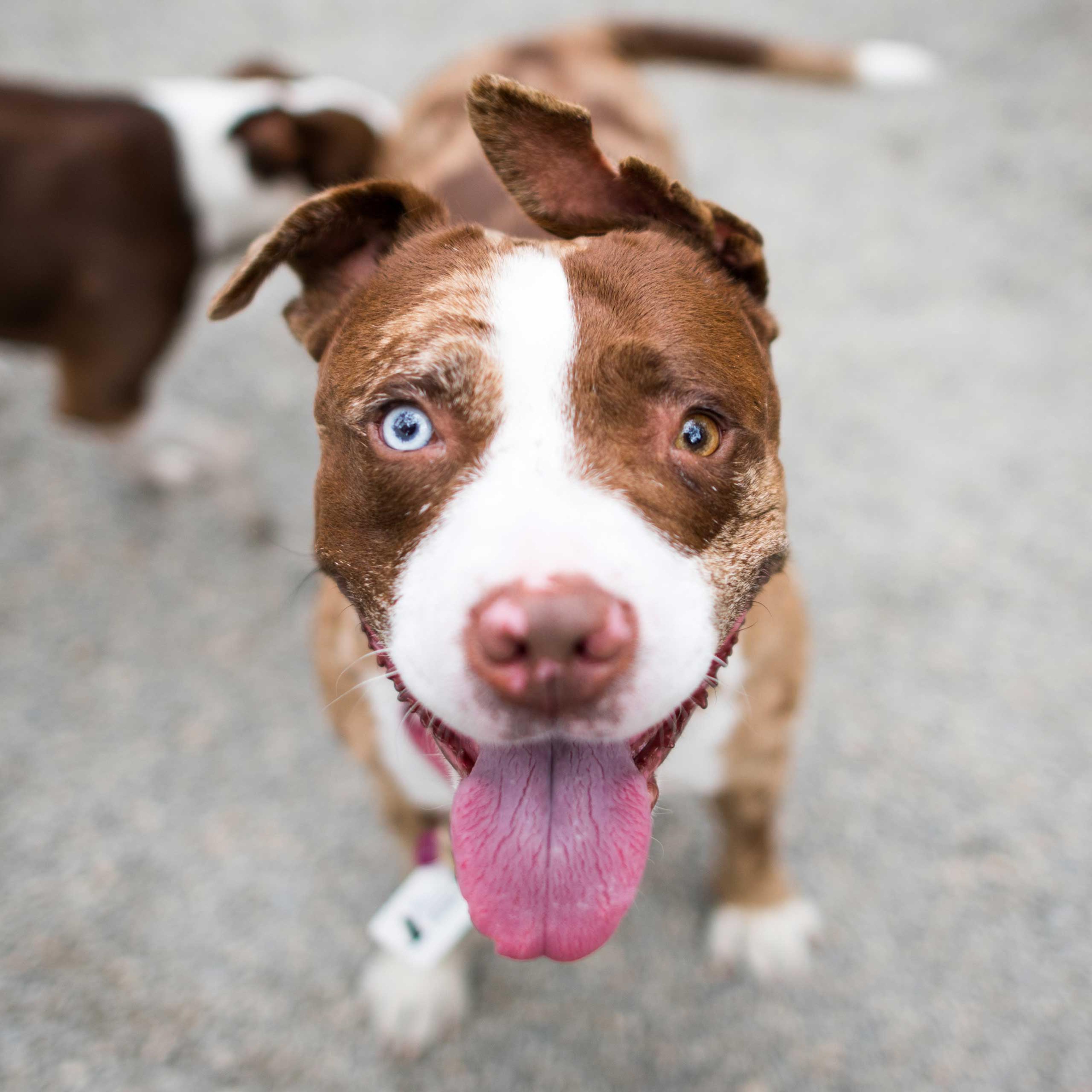 dogist-instagram-dog-photographer
