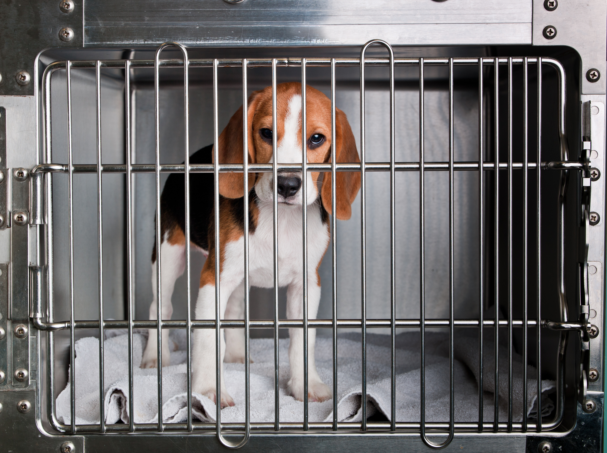 Beagle