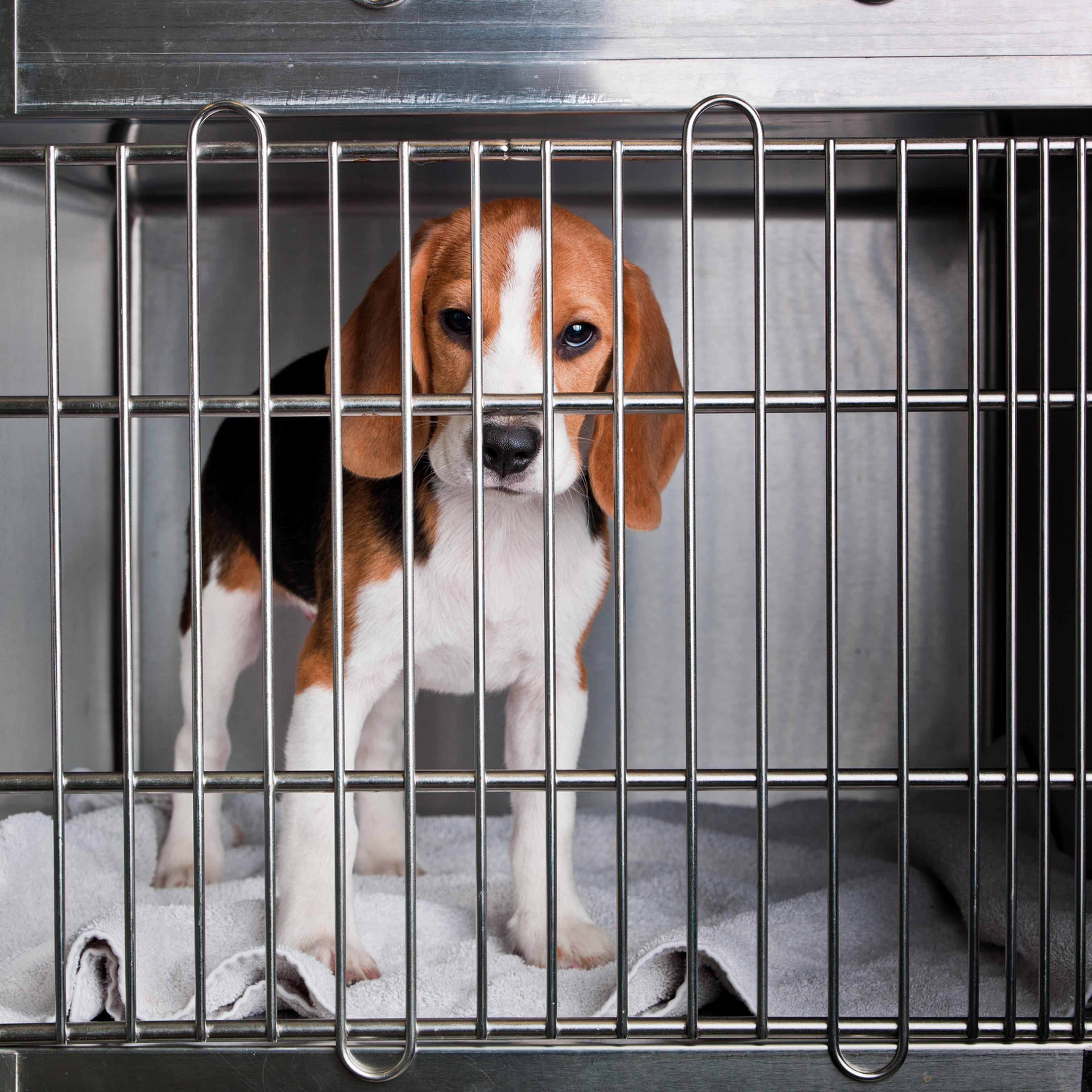 Beagle