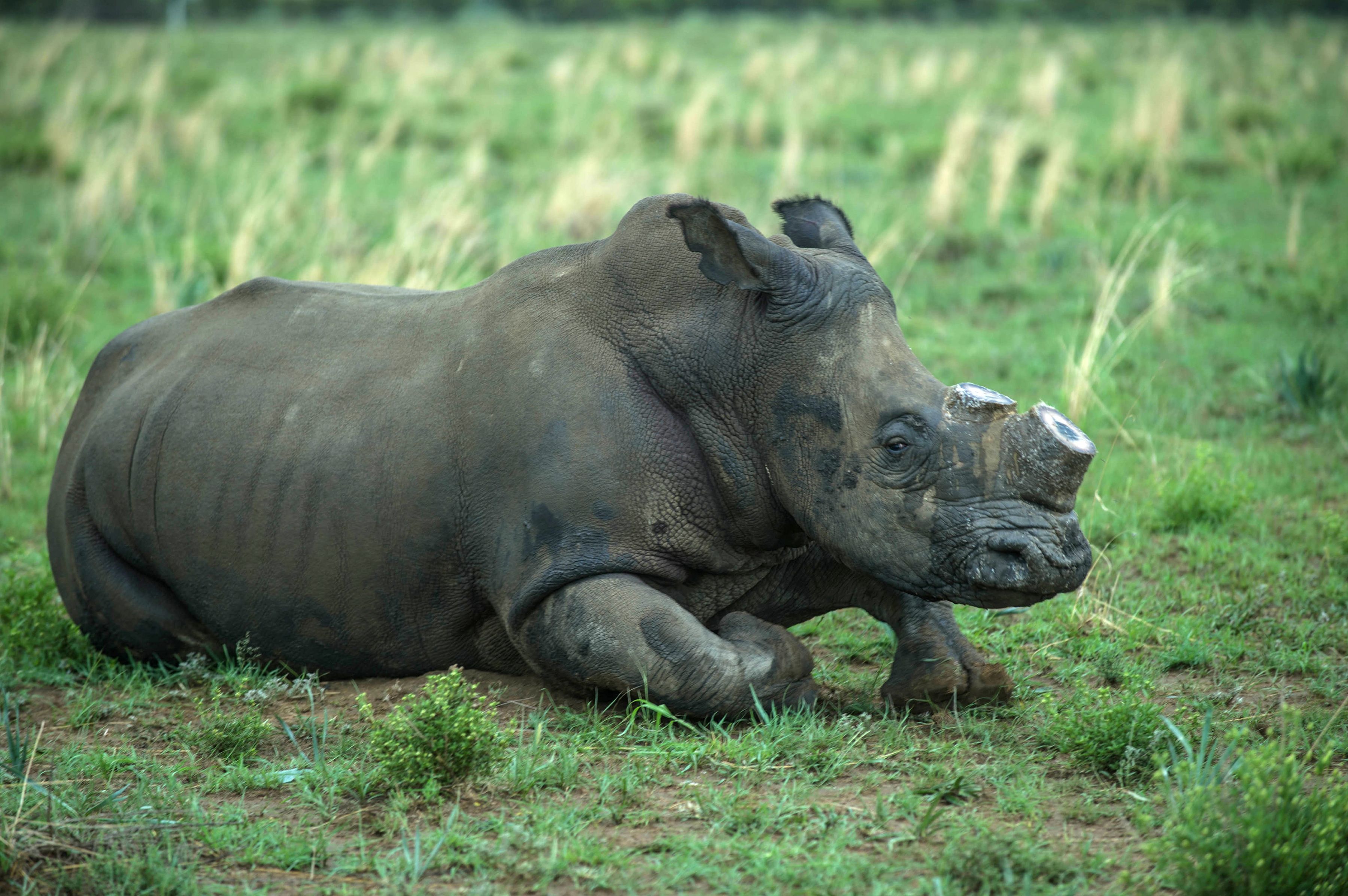 SAFRICA-CONSERVATION-WILDLIFE-RHINO