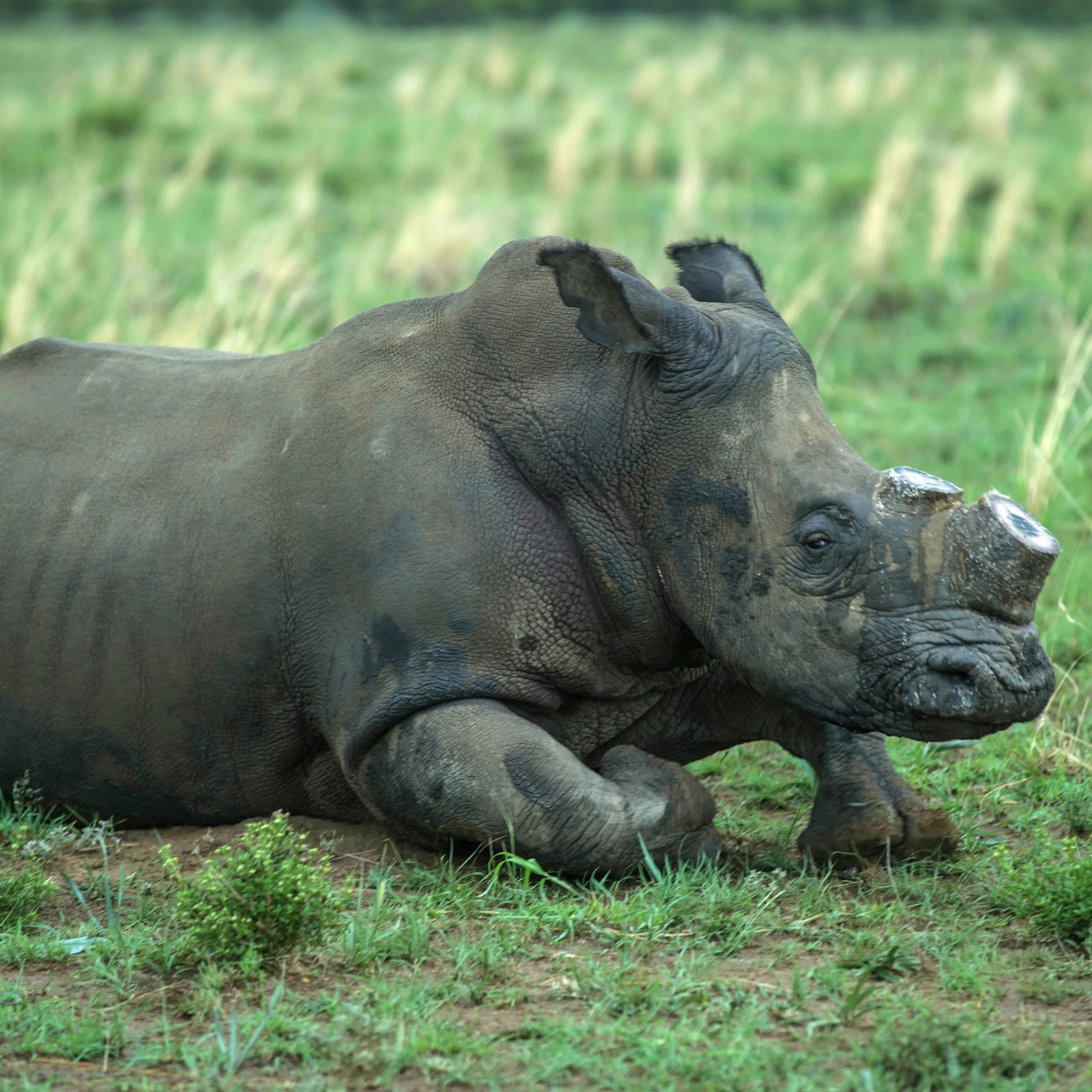 SAFRICA-CONSERVATION-WILDLIFE-RHINO