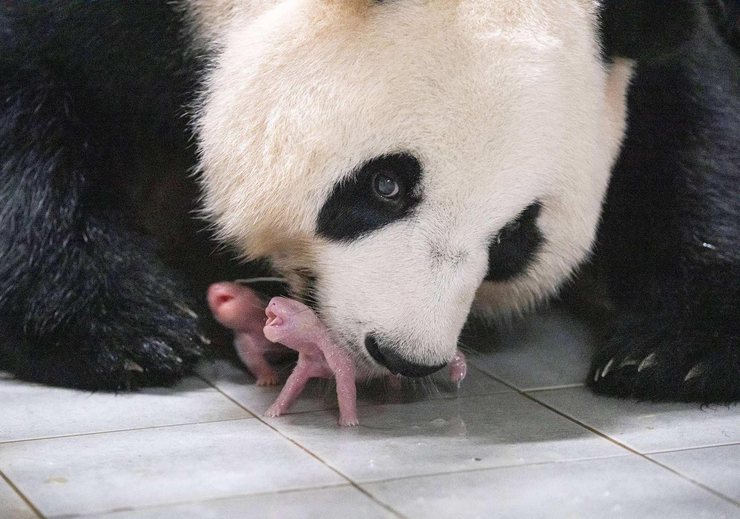 Giant panda mother Ai Bao and her newly born female twin pandas at Everland Amusement and Animal Park in Yongin, South Korea, on July 7. The South Korean zoo has announced the birth of two giant panda twins -- the first to be born in the country -- triggering an outpouring of excitement online. 