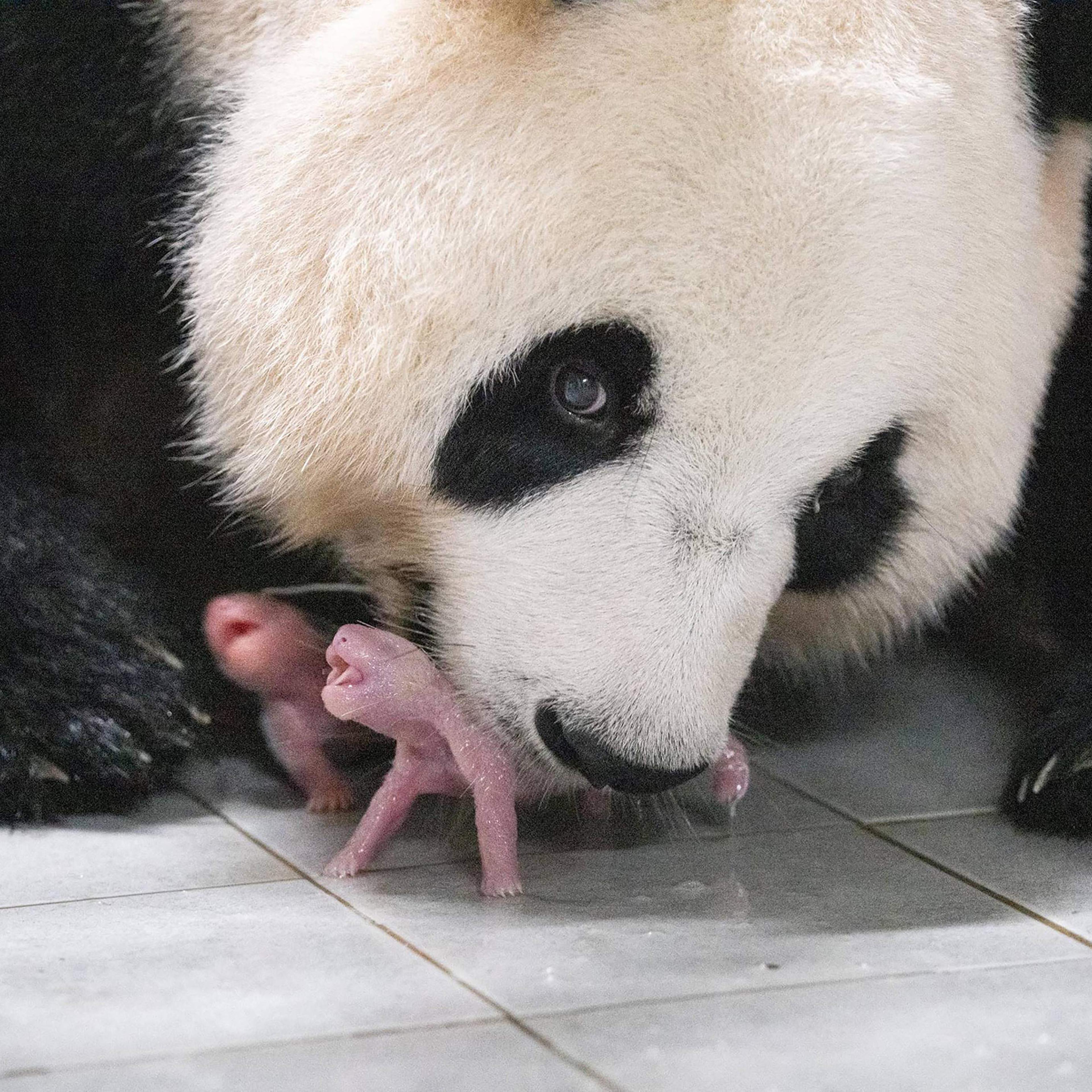 Giant panda mother Ai Bao and her newly born female twin pandas at Everland Amusement and Animal Park in Yongin, South Korea, on July 7. The South Korean zoo has announced the birth of two giant panda twins -- the first to be born in the country -- triggering an outpouring of excitement online.