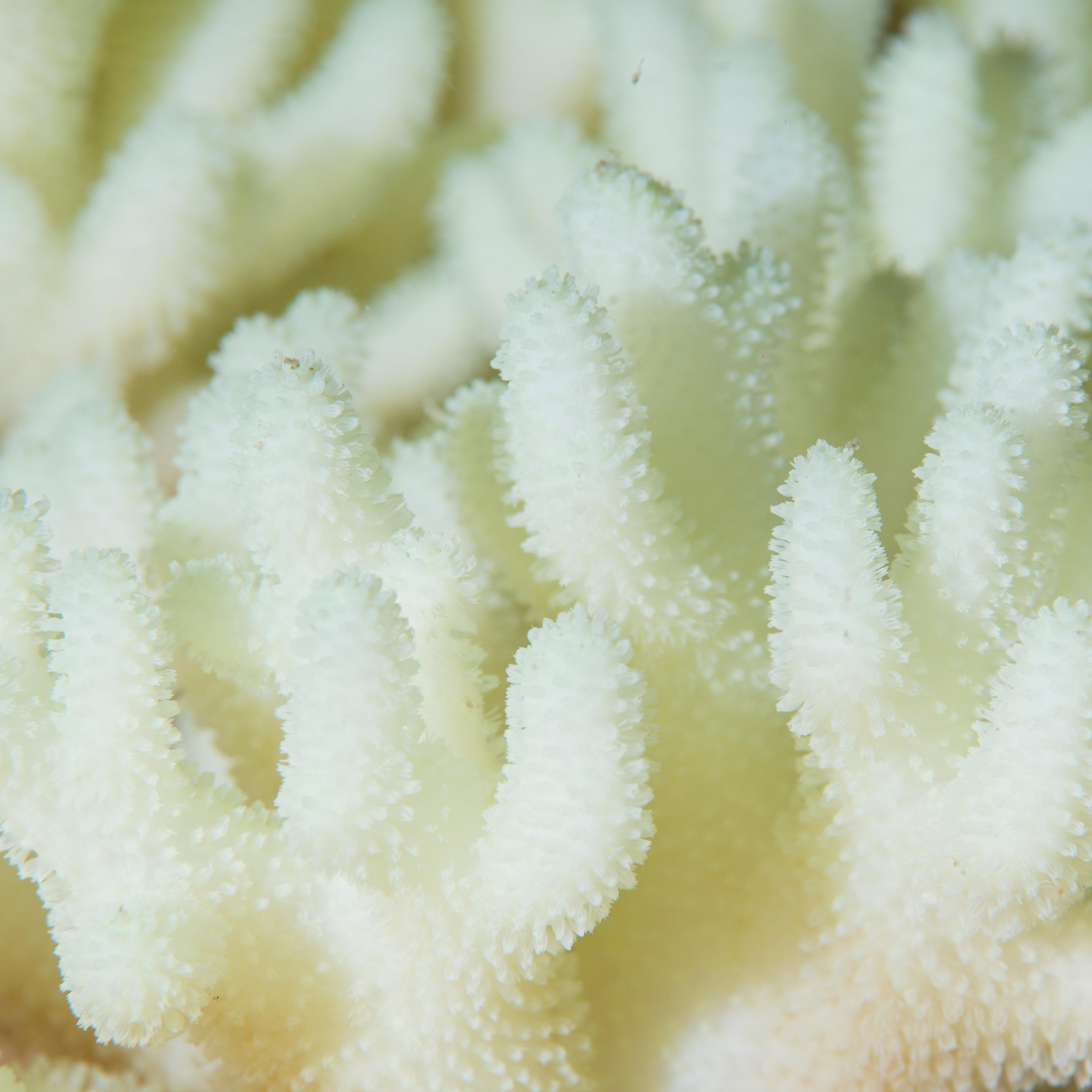 Close-up detail of Coral Bleaching