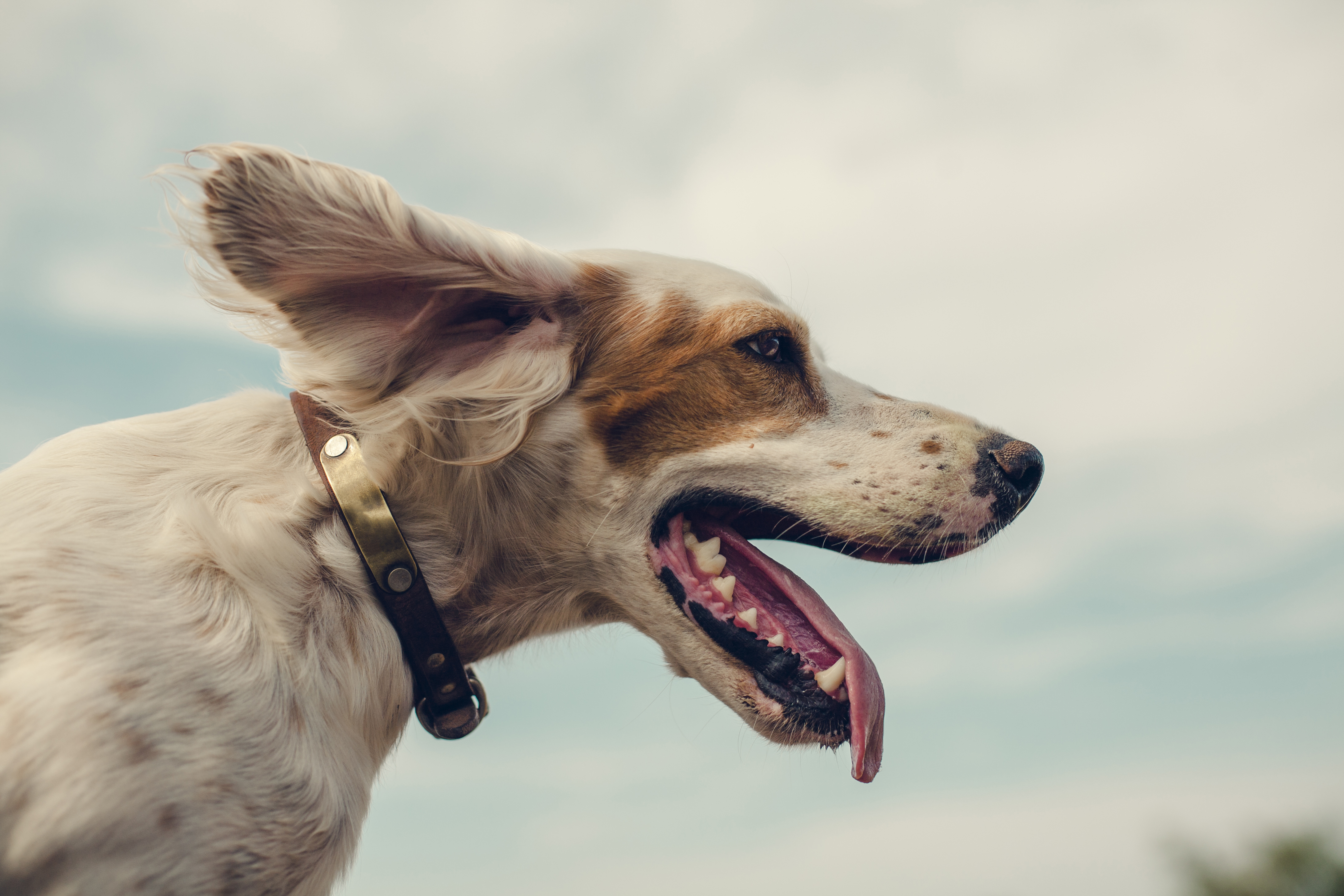 Portrait of Dog looking into the wind.
