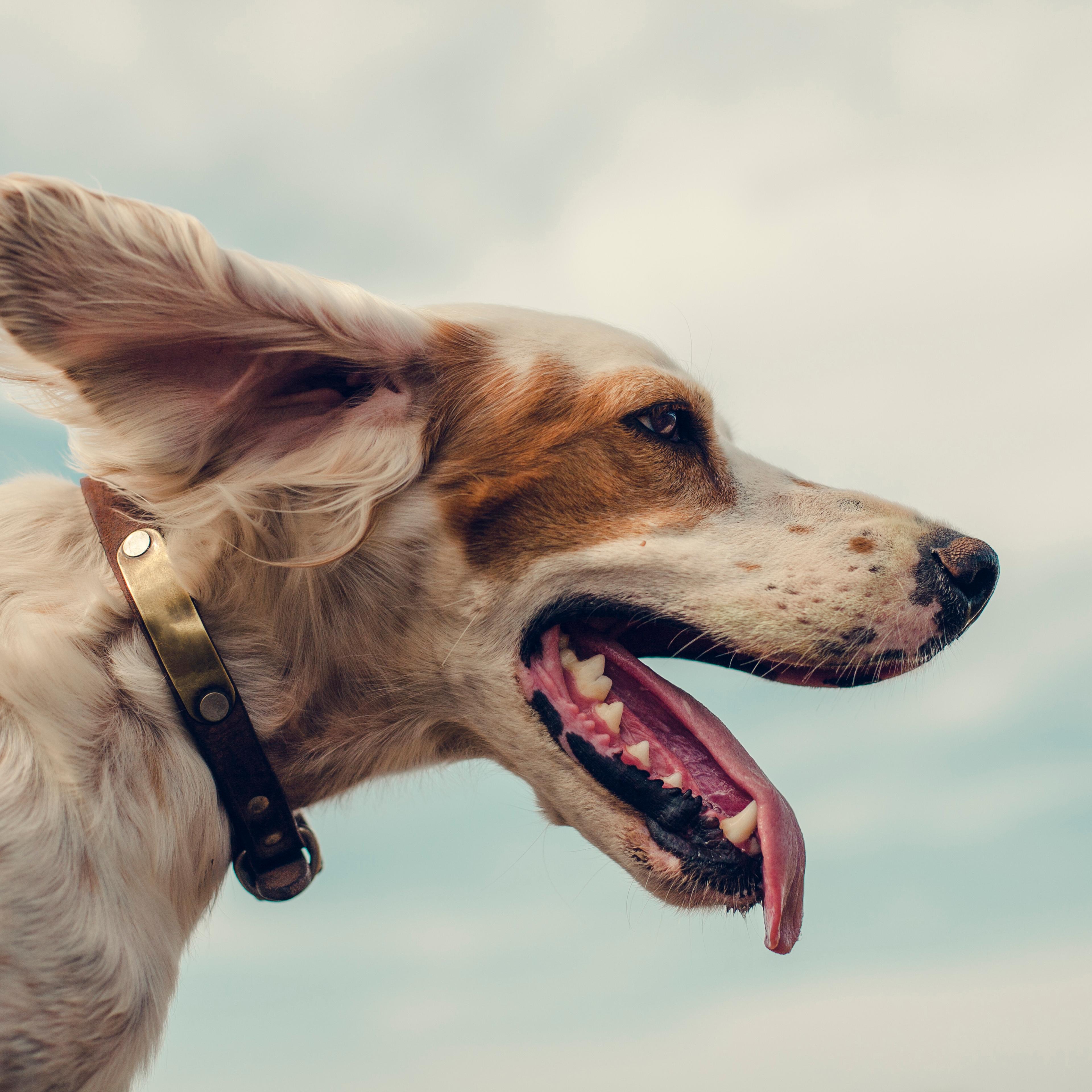 Portrait of Dog looking into the wind.