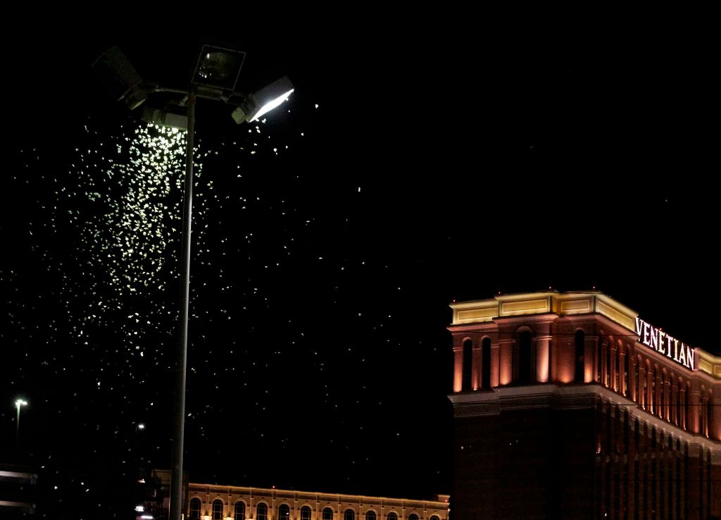 US-NEVADA-GRASSHOPPERS-OFFBEAT