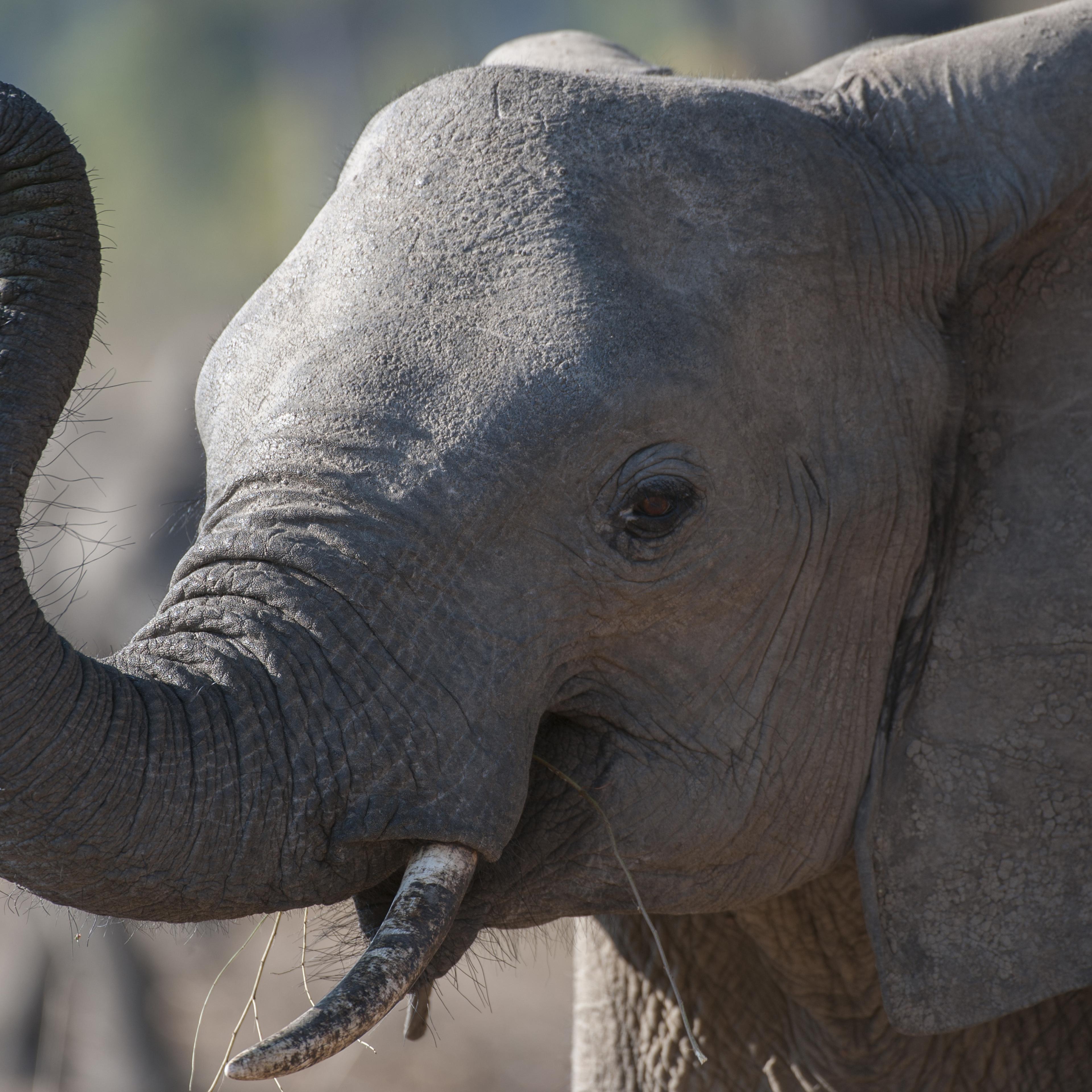 Close-up of African elephant (Loxodonta africana) smelling