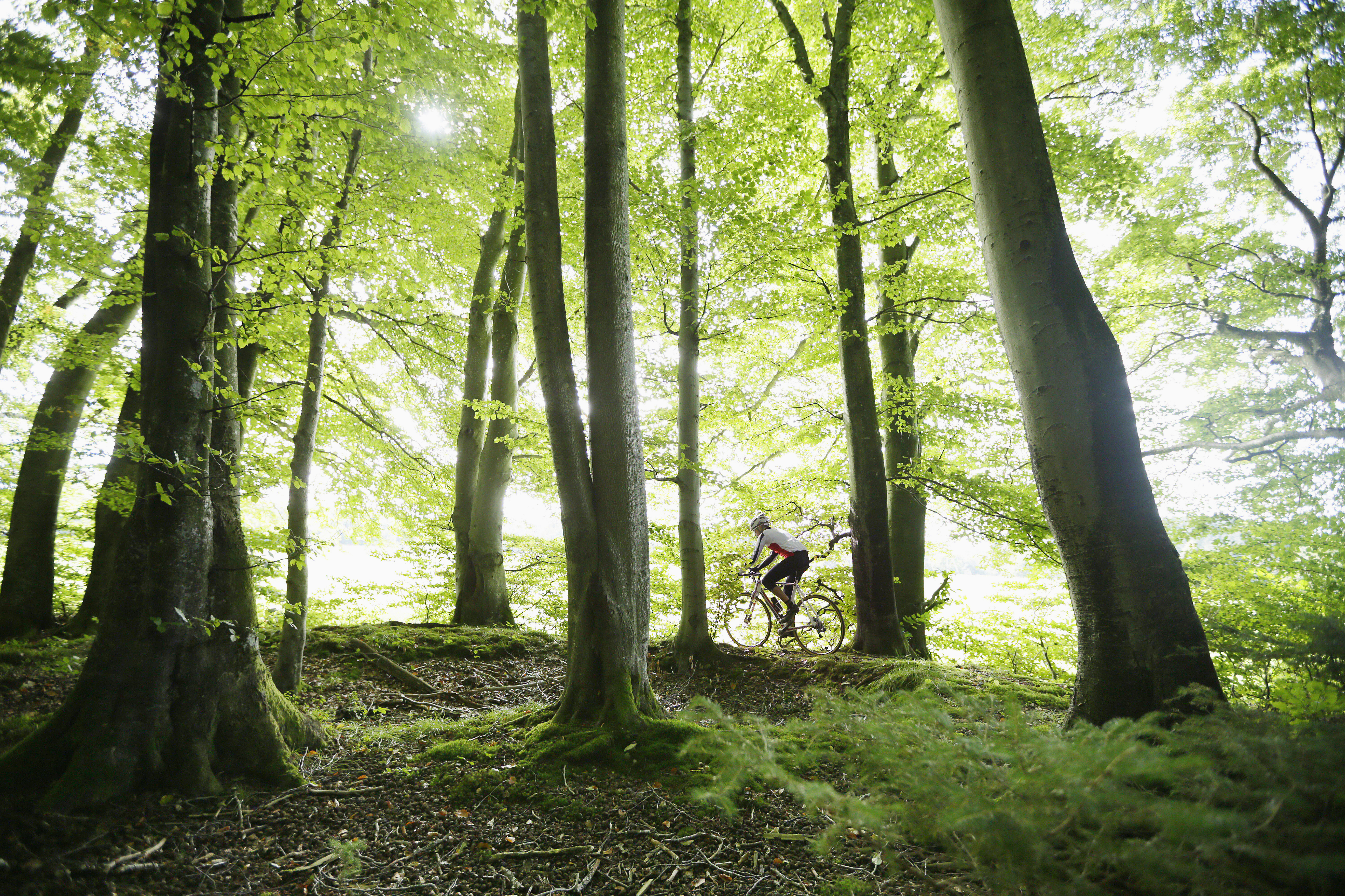 forest bike