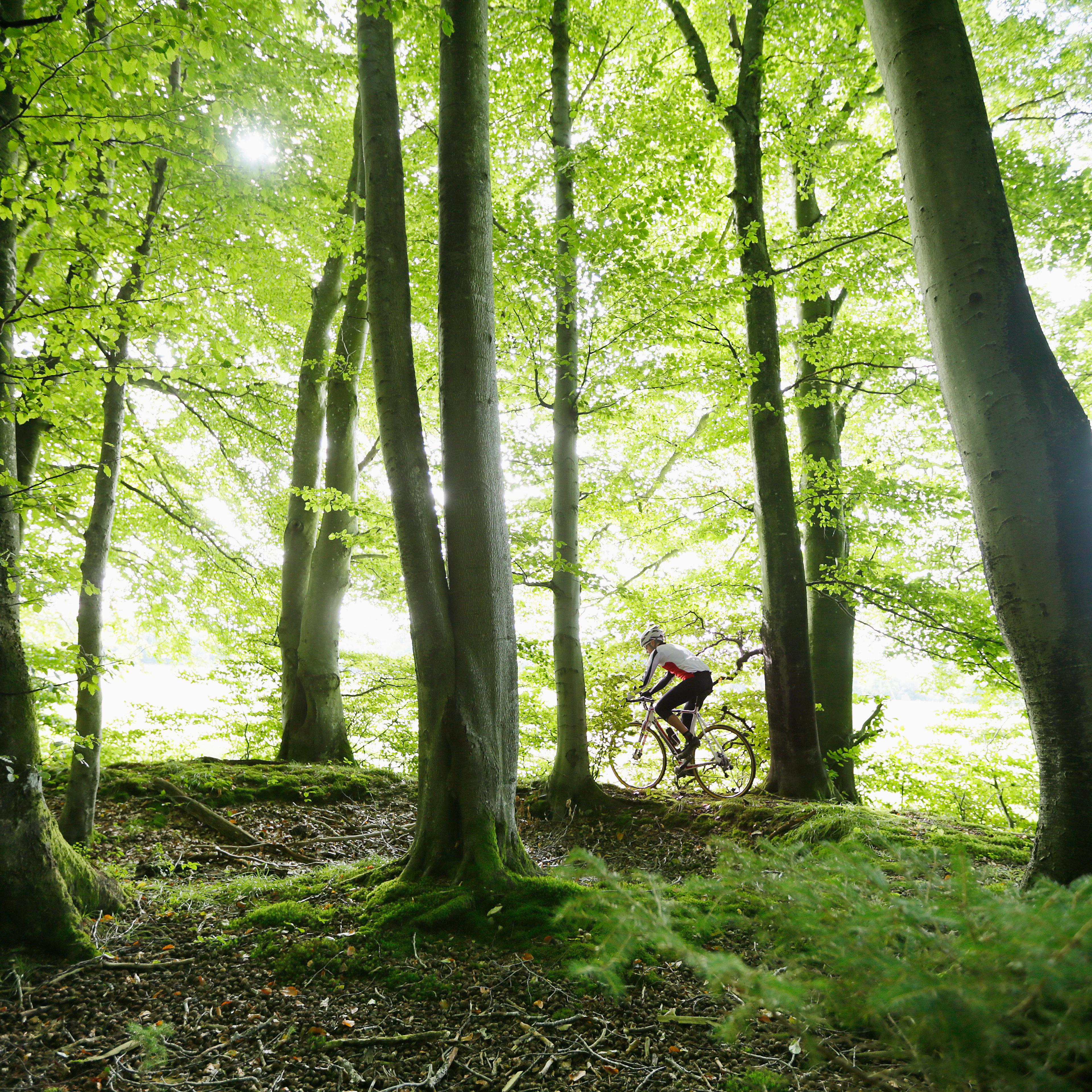 forest bike