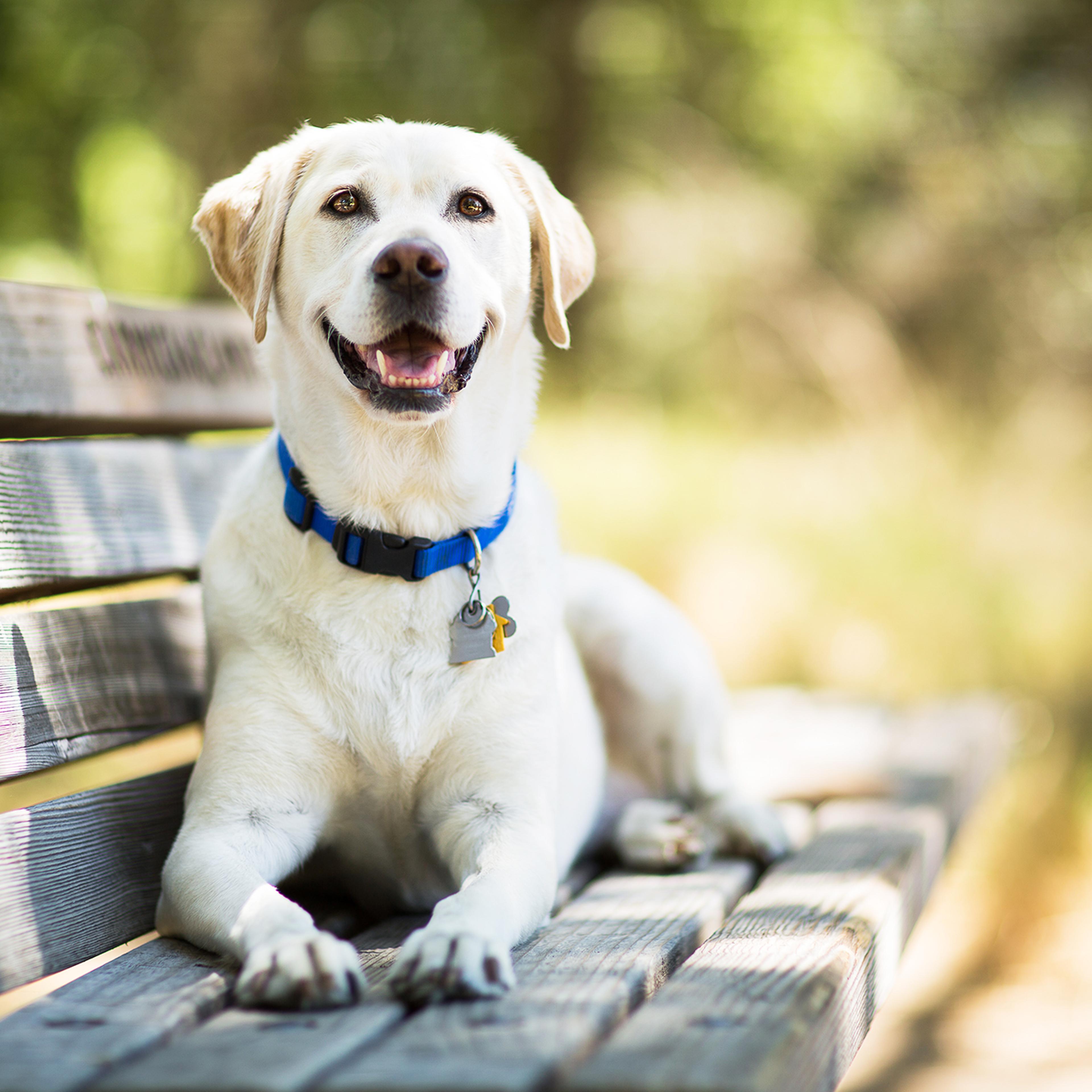 Labrador Retriever Dog Smiles on Bench Outdoors
