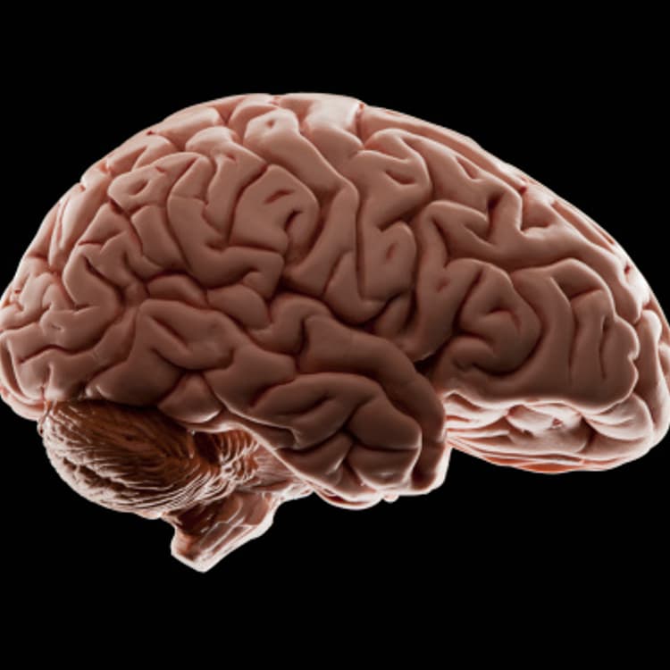 brain-model