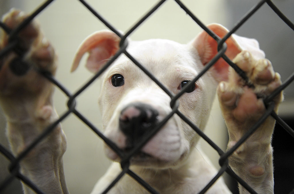 Wally, a pit bull puppy, waits to be adopted at the DC Animal Shelter on June 16, 2008.