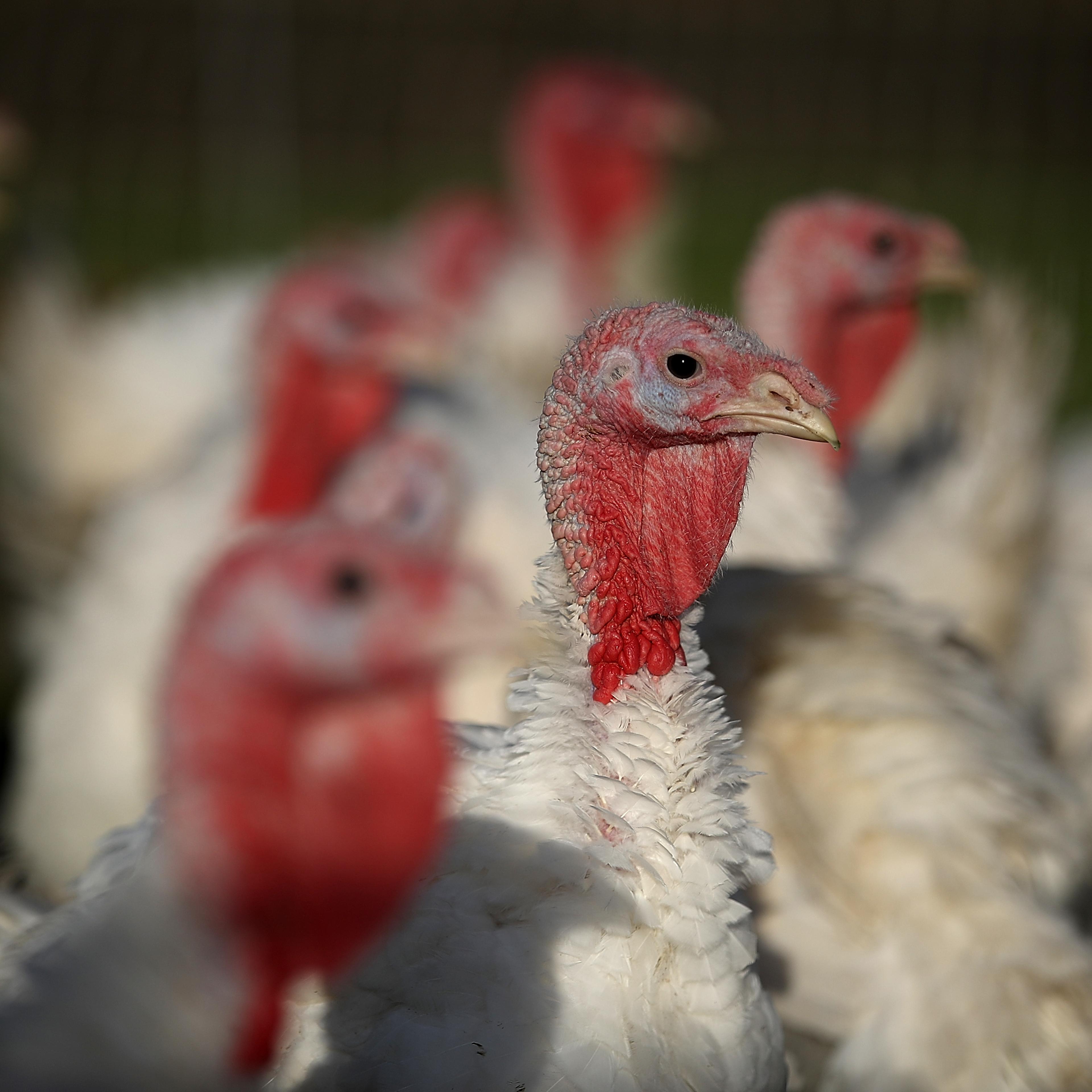 Turkeys Raised On California Farm