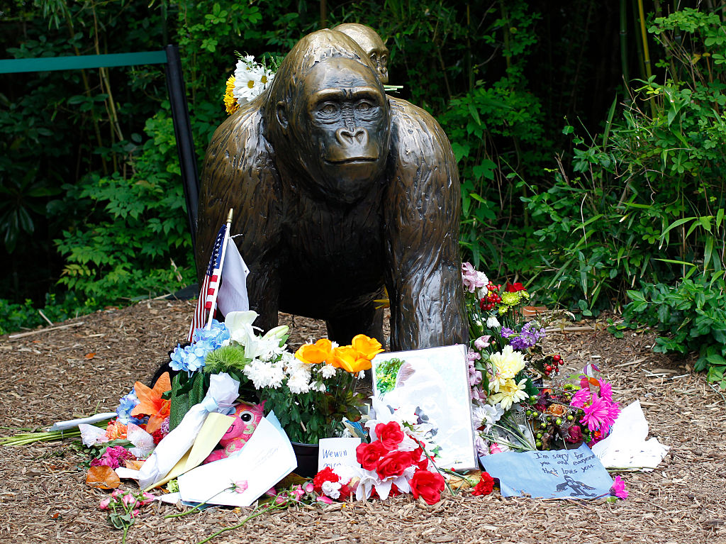 Flowers lay around a bronze statue of a gorilla and her baby outside the Cincinnati Zoo's Gorilla World exhibit days after a 3-year-old boy fell into the moat and officials were forced to kill Harambe, a 17-year-old Western lowland silverback gorilla Jun
