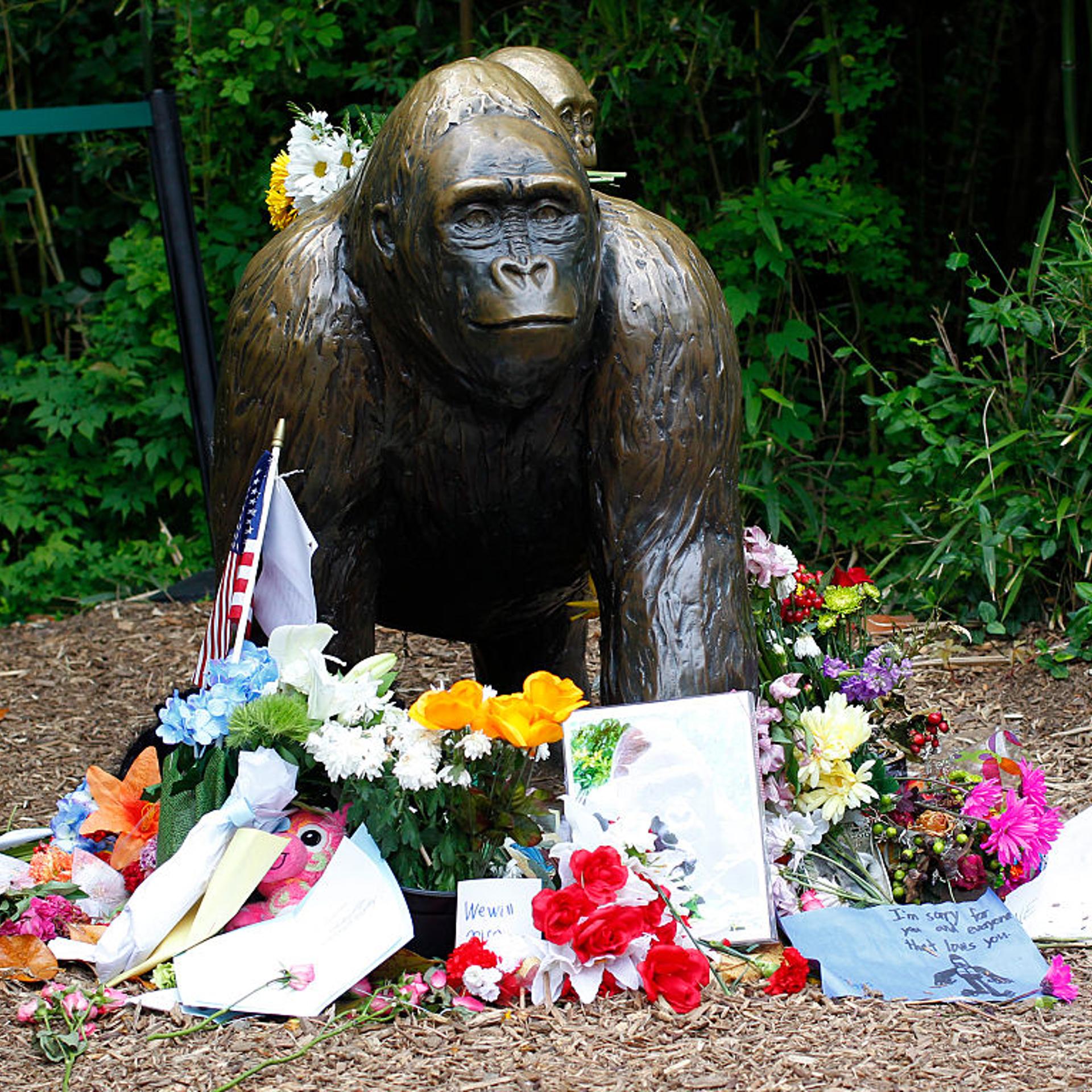 Flowers lay around a bronze statue of a gorilla and her baby outside the Cincinnati Zoo's Gorilla World exhibit days after a 3-year-old boy fell into the moat and officials were forced to kill Harambe, a 17-year-old Western lowland silverback gorilla Jun