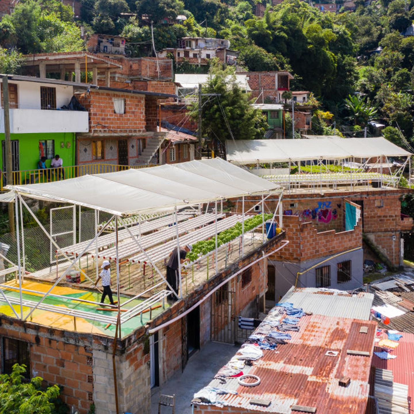 Green terraces project in Colombia