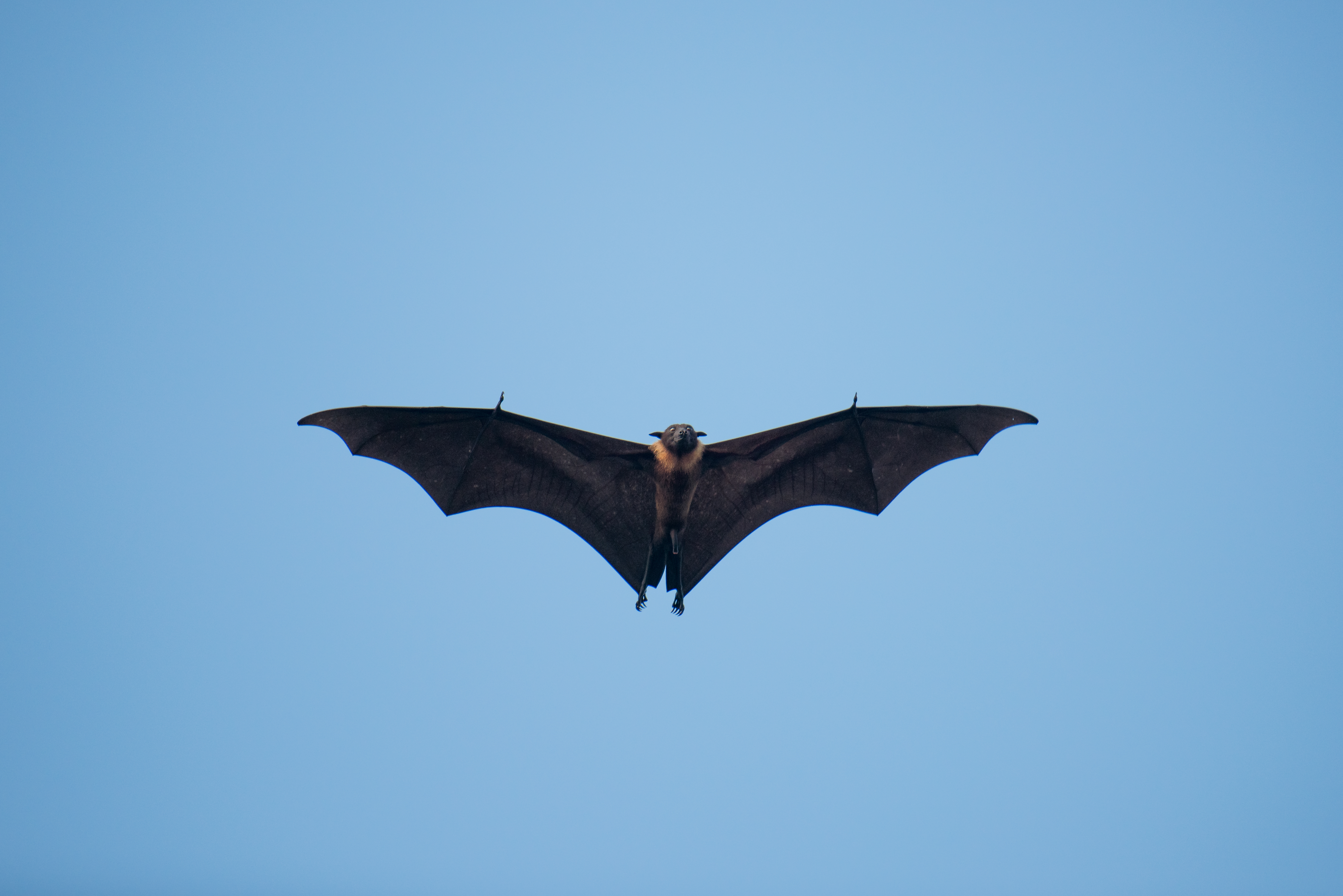 A bat flies into the Trump rally