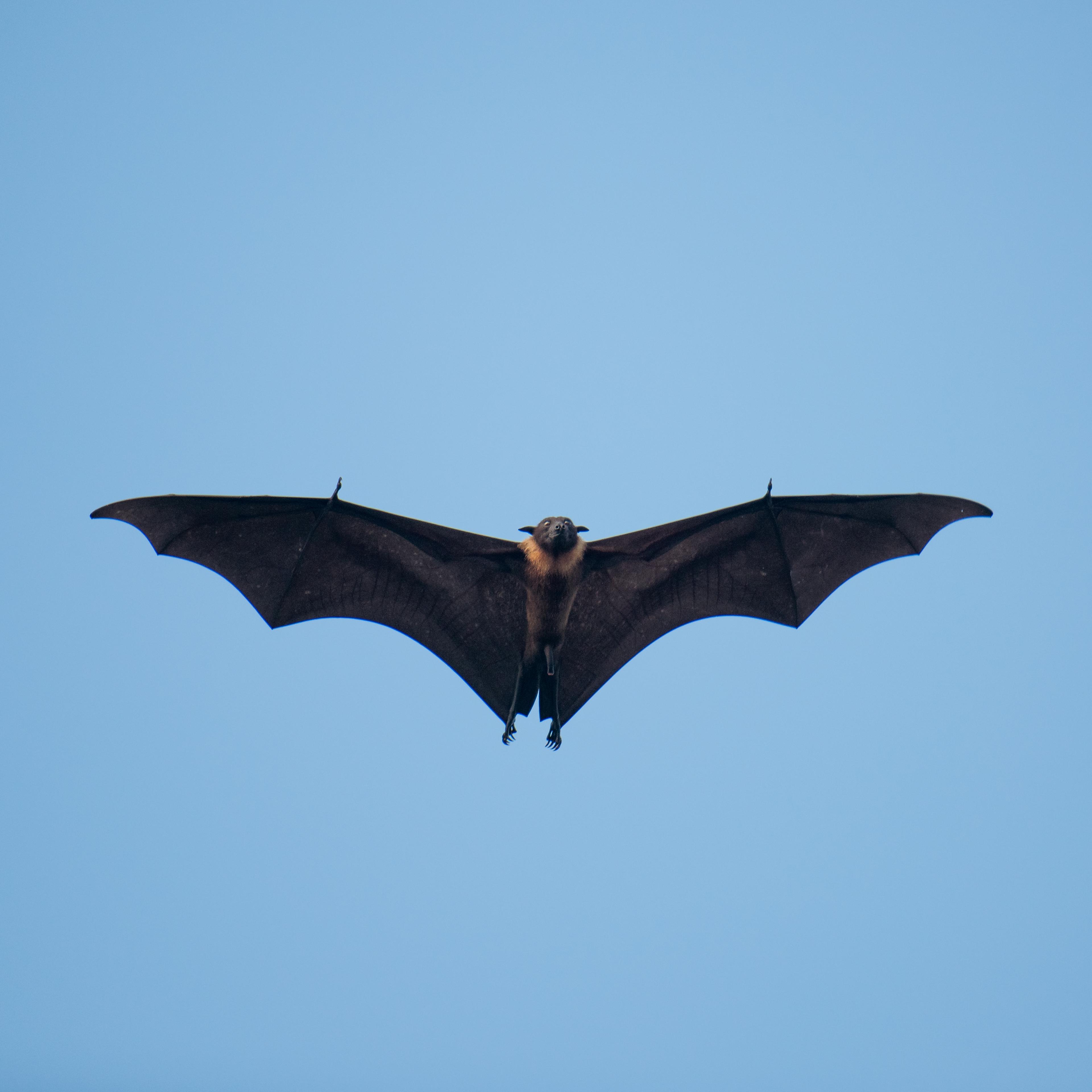 A bat flies into the Trump rally