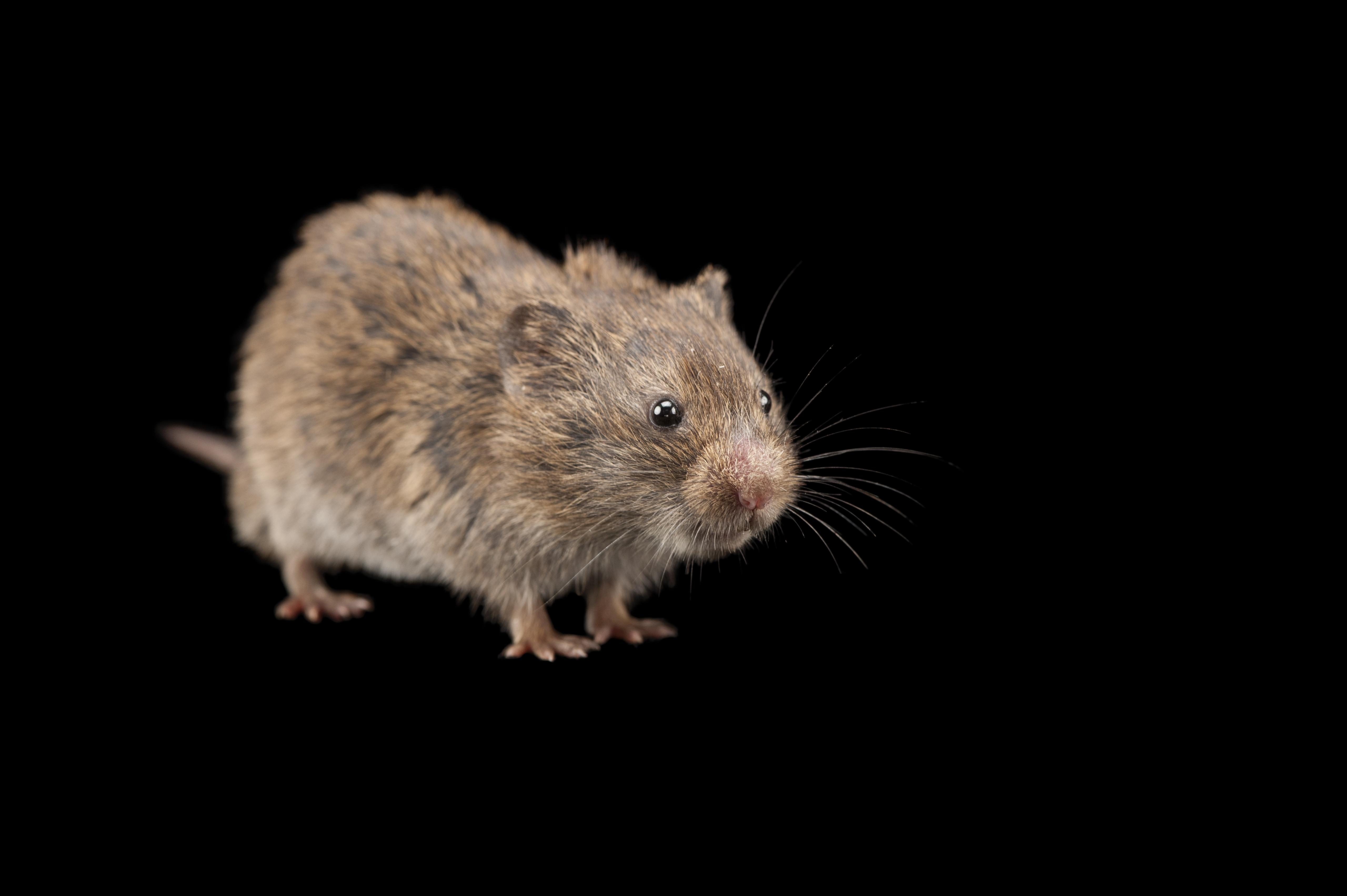 A prairie vole, Microtus ochrogaster.