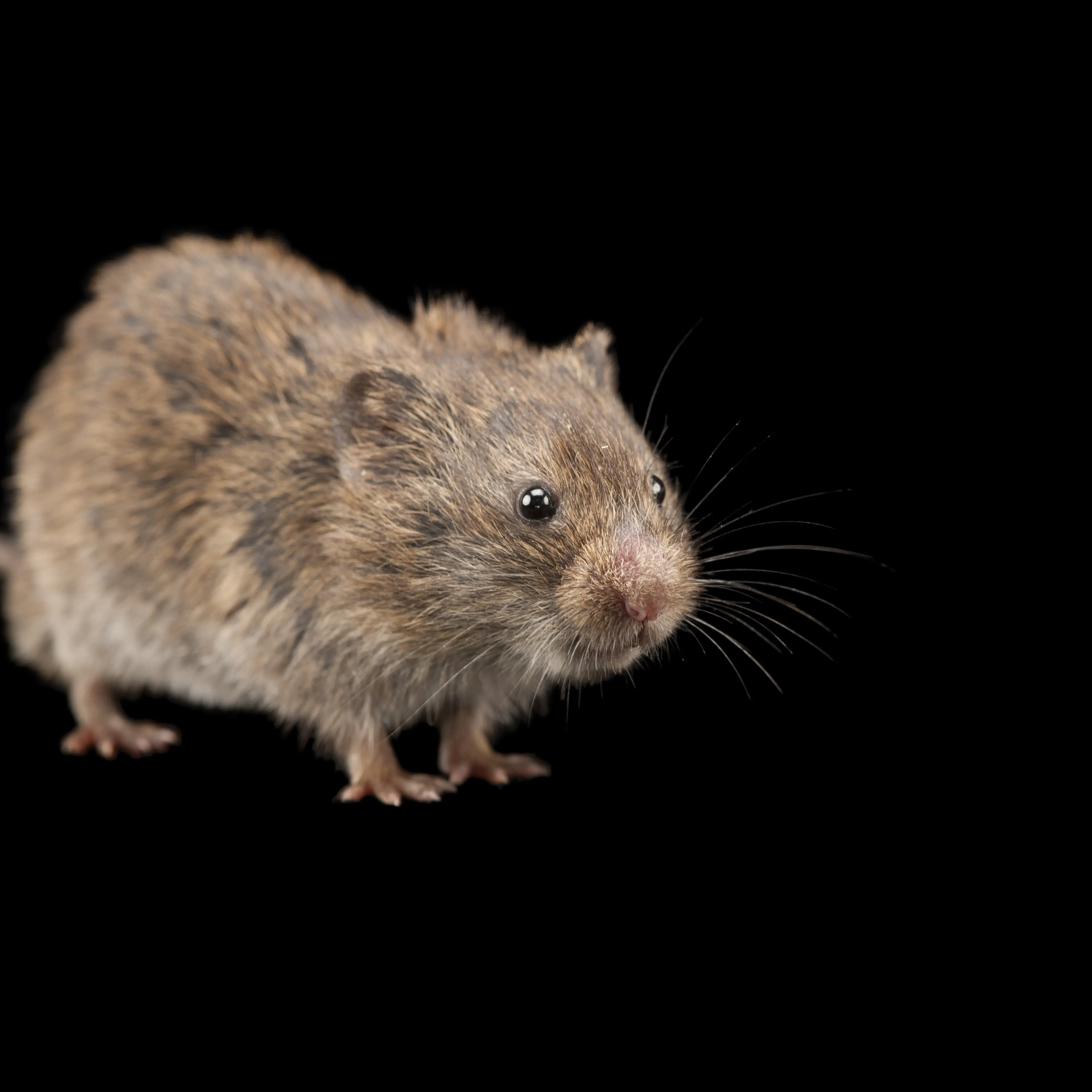 A prairie vole, Microtus ochrogaster.