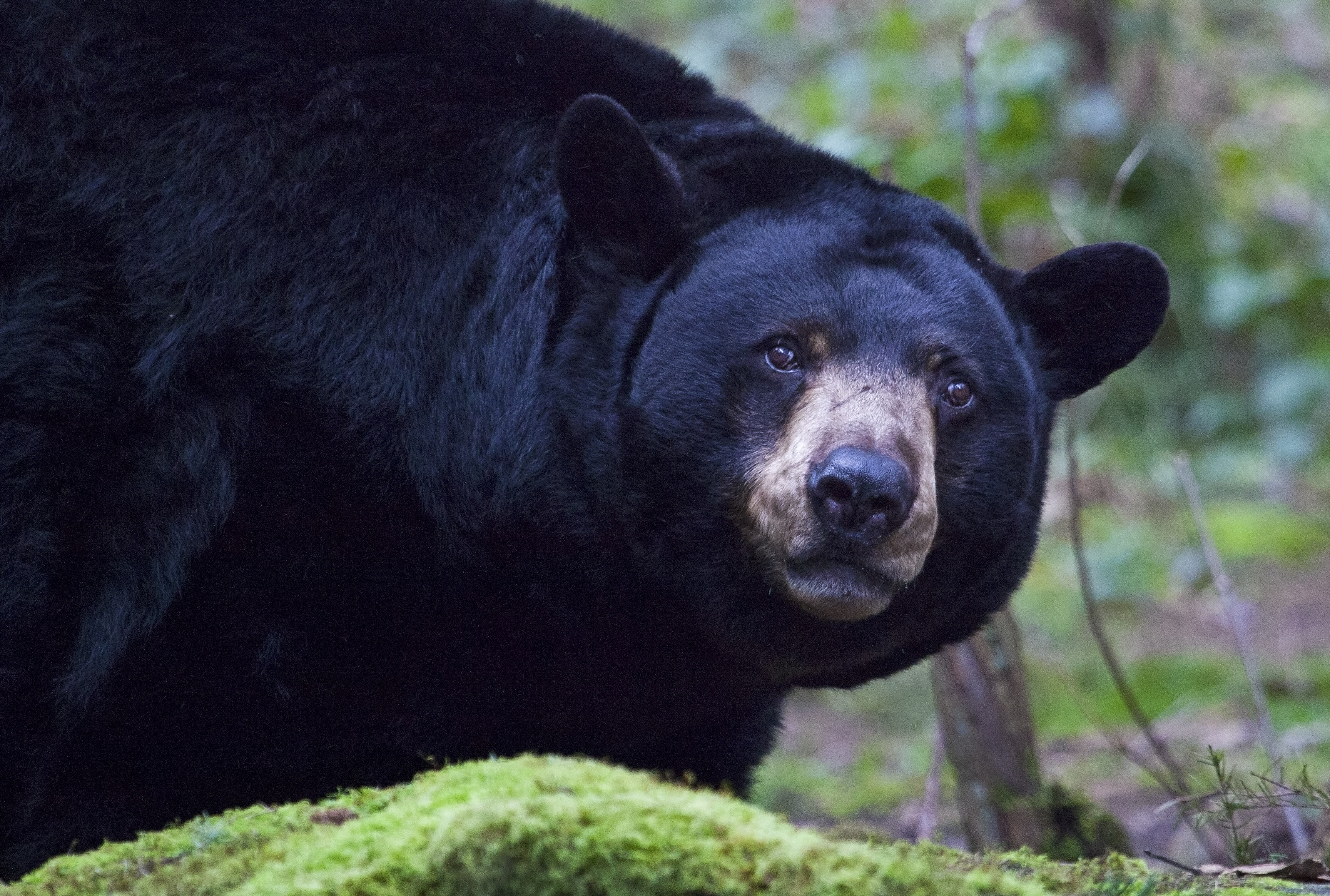 Black Bear