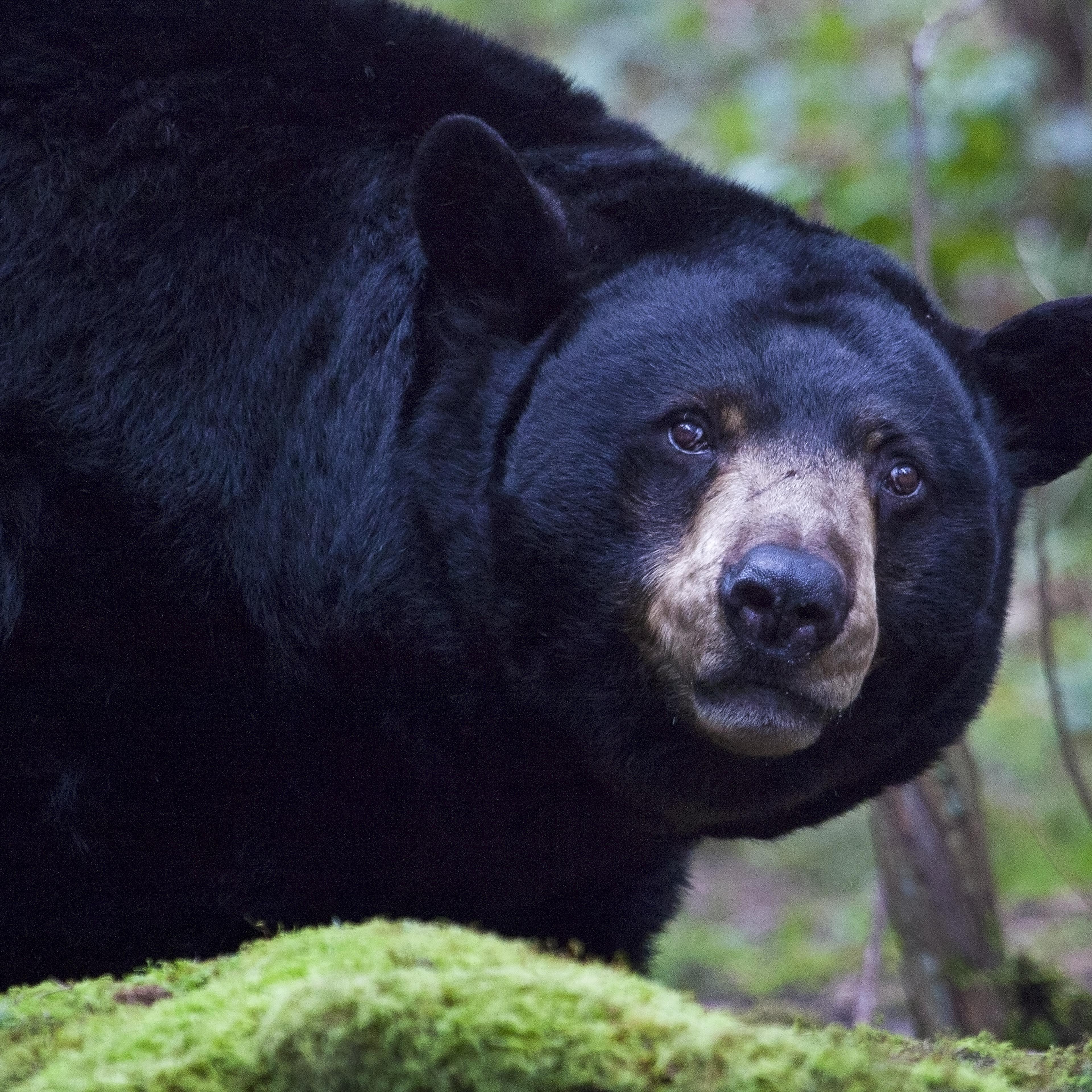 Black Bear