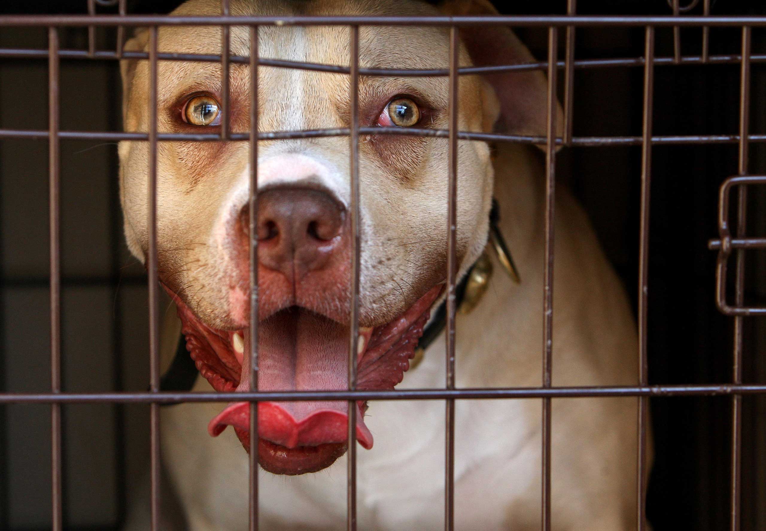 Dog in cage