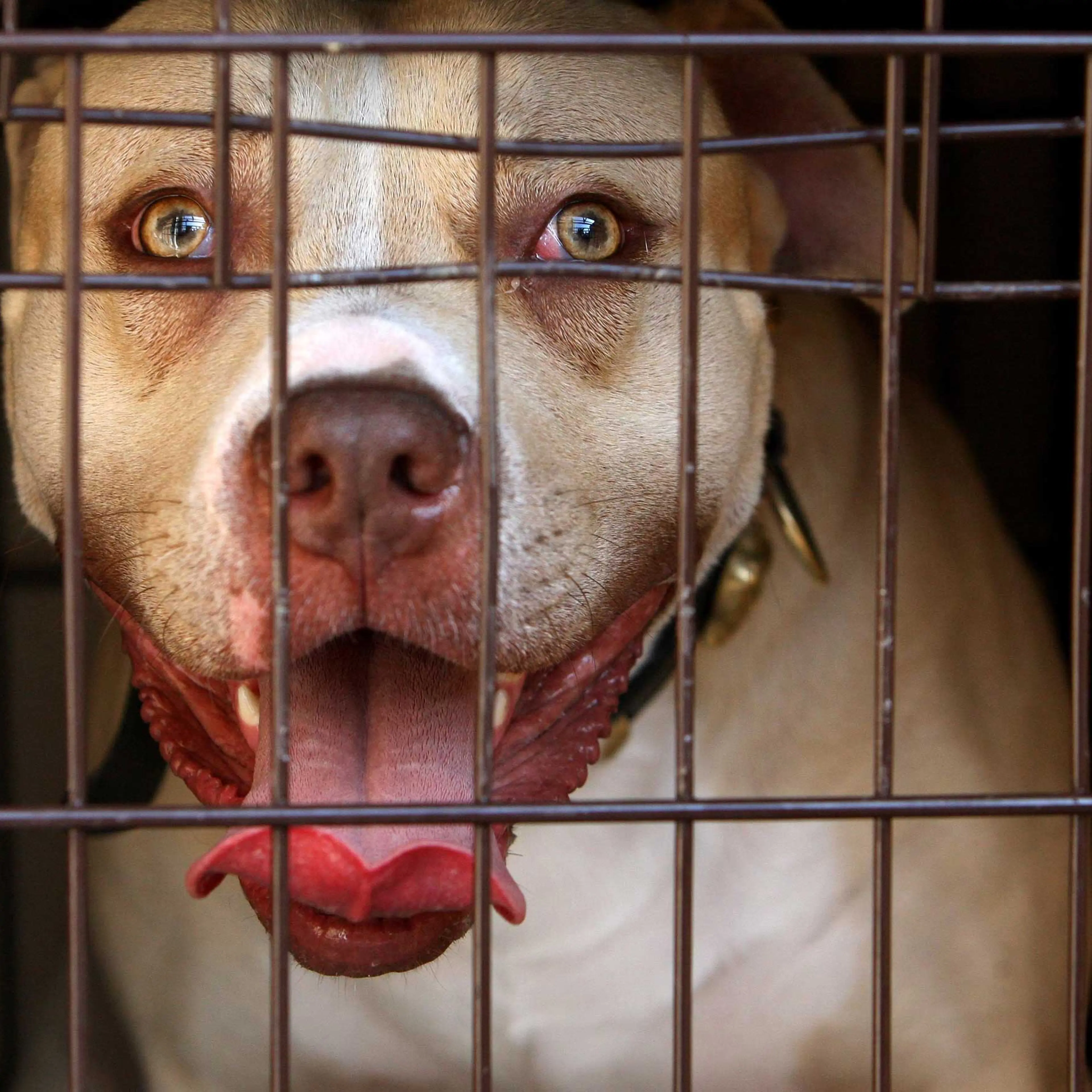 Dog in cage