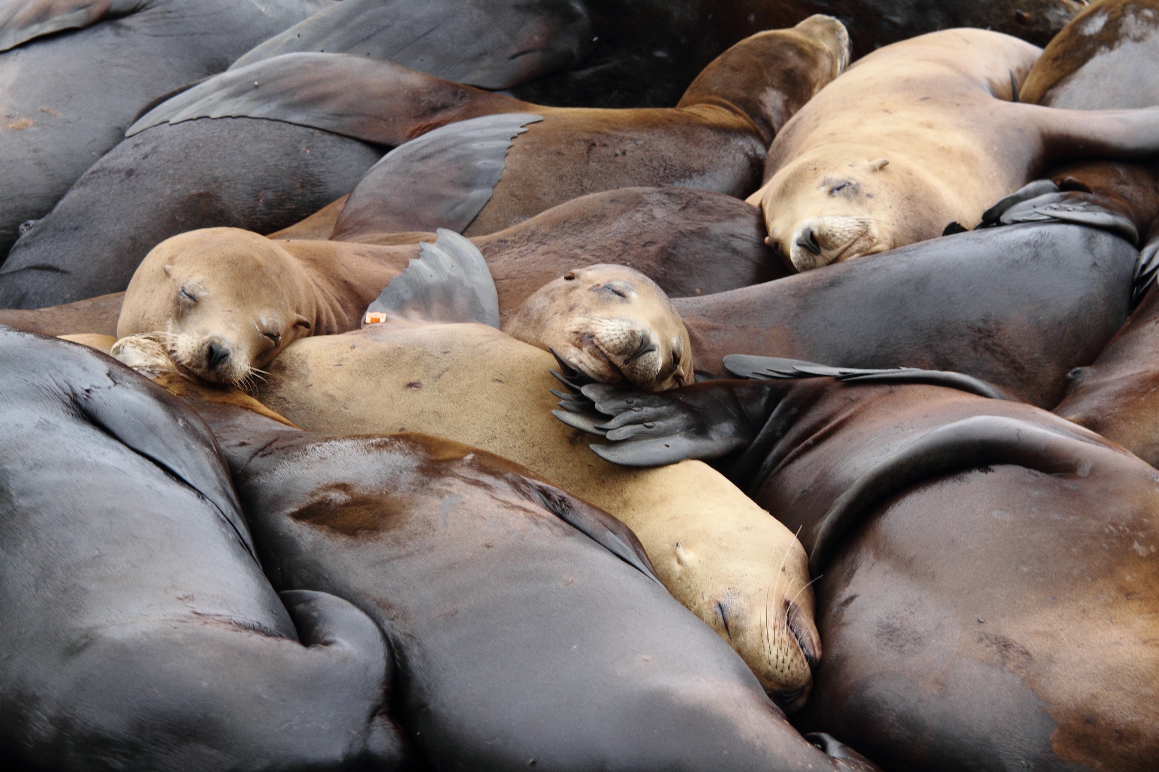 Sea lions
