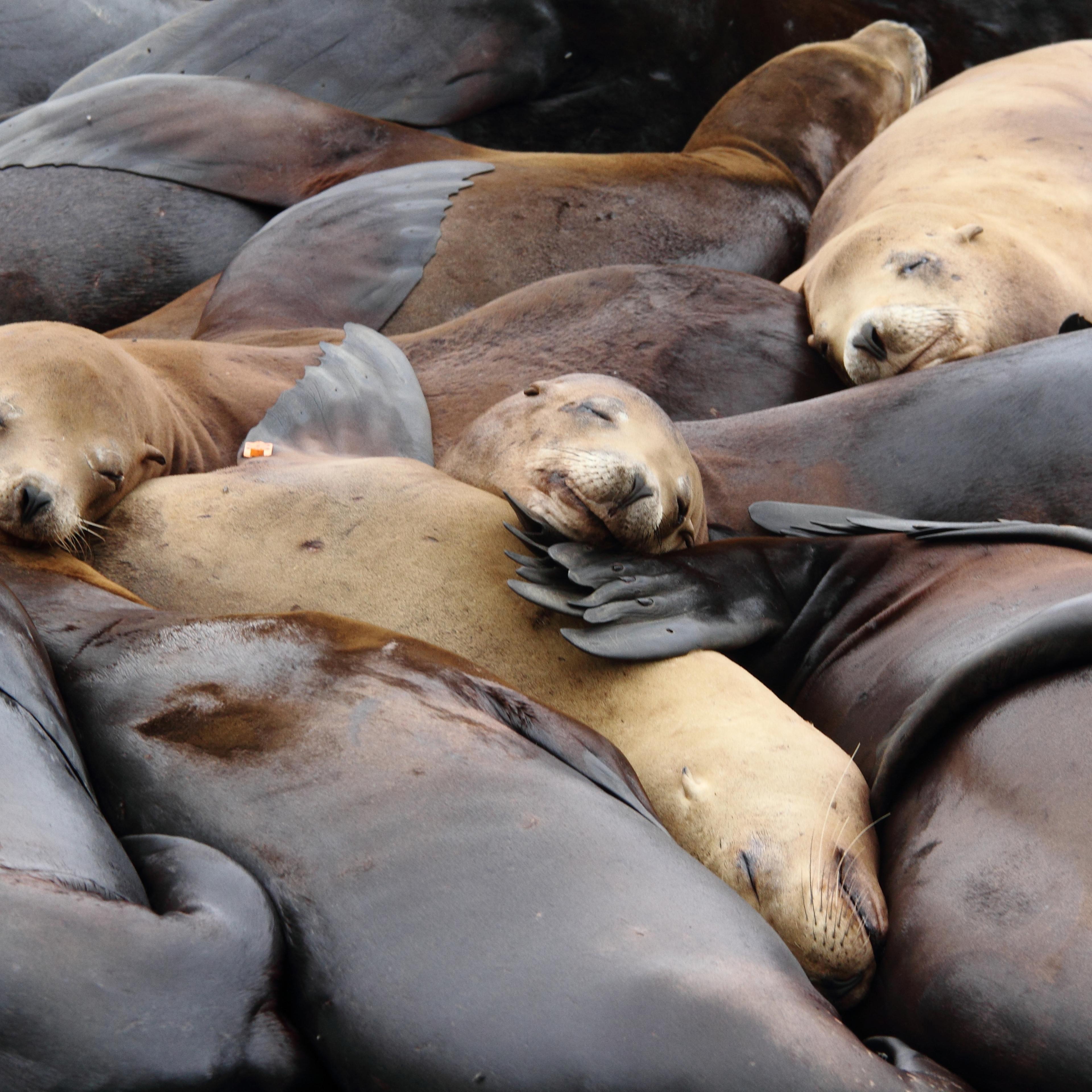 Sea lions