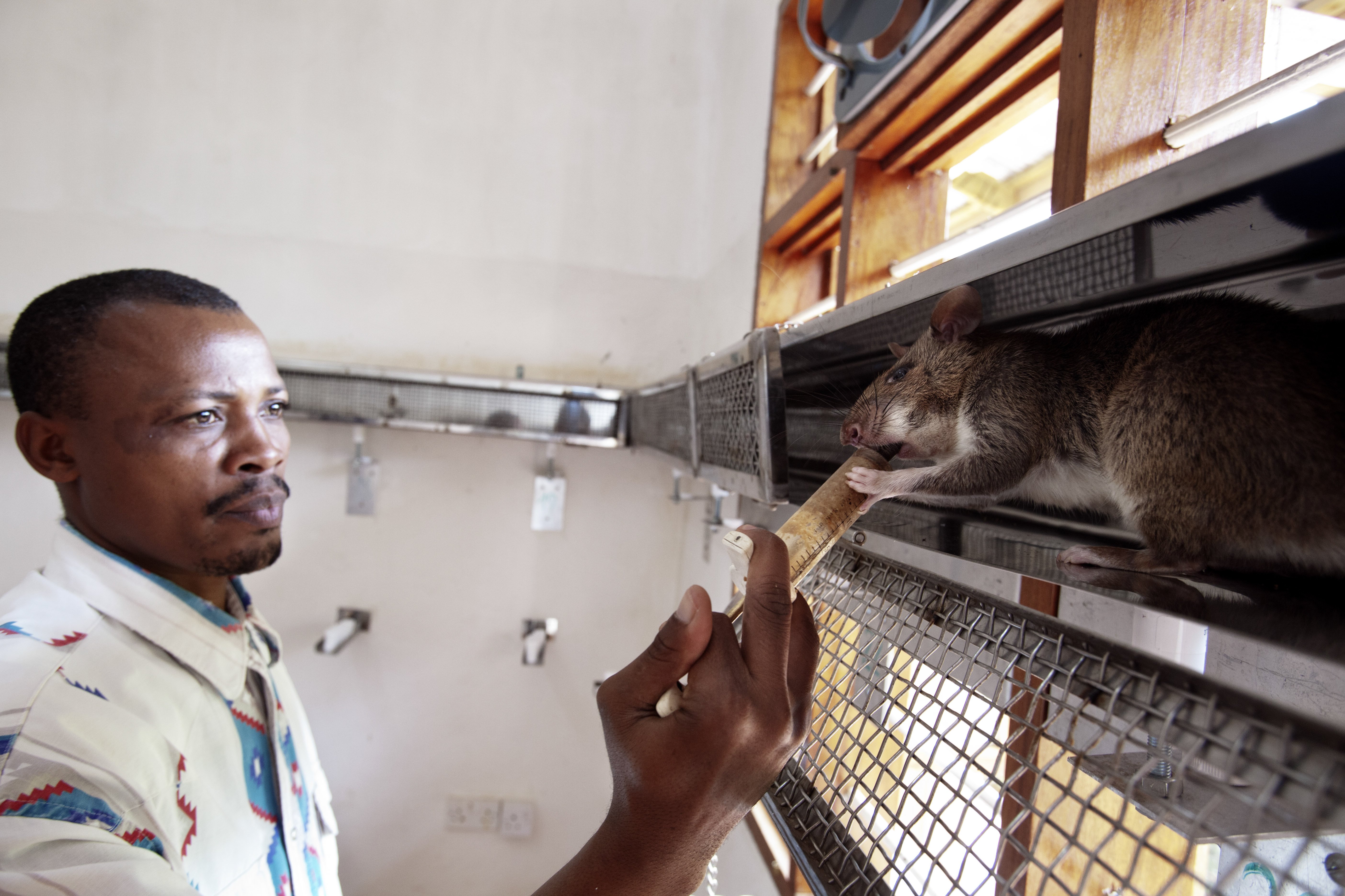 A coach gives pureed fruit to the rat in a corridor-shaped cage on June 20, 2014 in Morogoro, Tanzania. . The rat is being trained to detect TNT inside the cage. The rat stops walking when it has located the sample that contains TNT and is rewarded with 