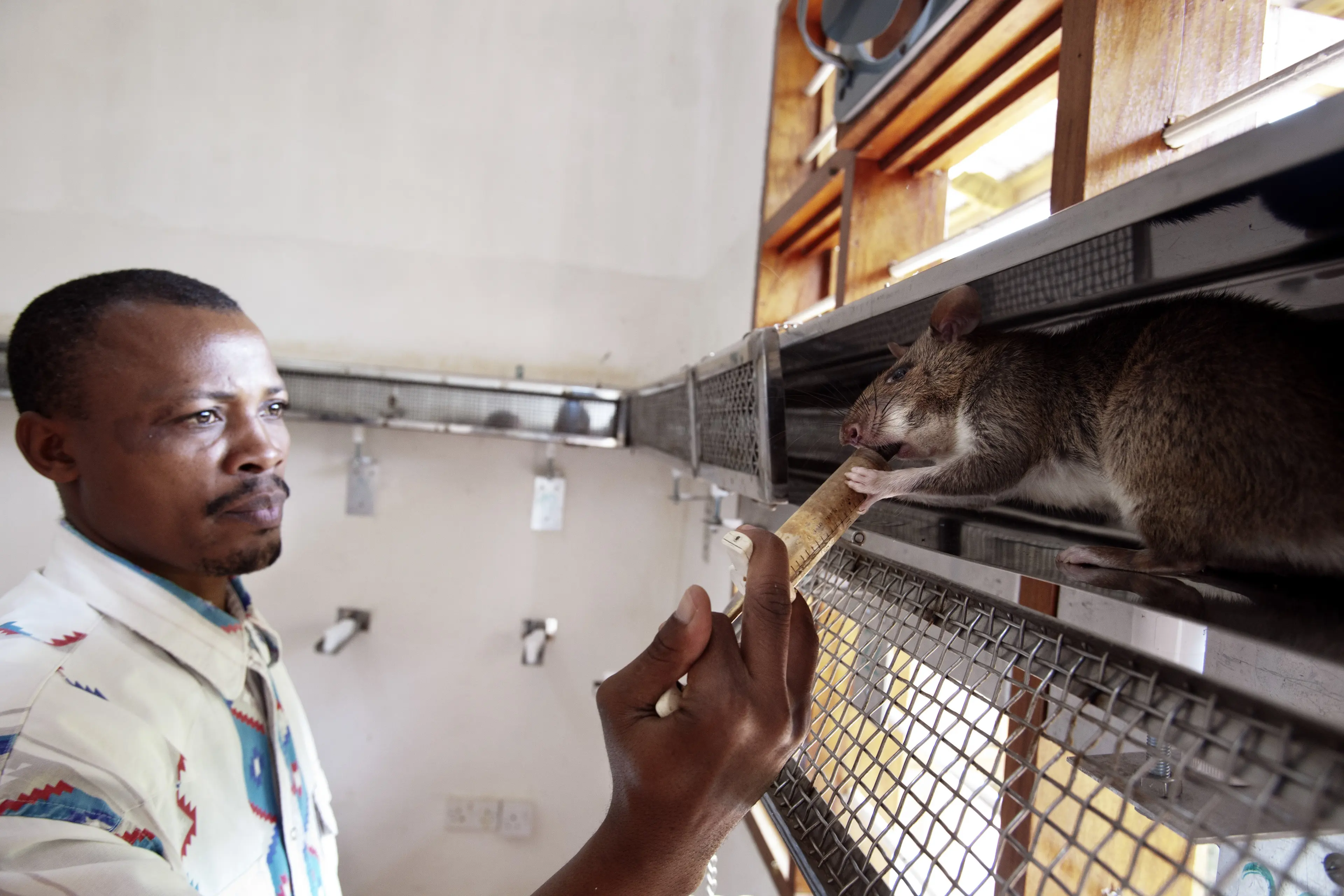 A coach gives pureed fruit to the rat in a corridor-shaped cage on June 20, 2014 in Morogoro, Tanzania. . The rat is being trained to detect TNT inside the cage. The rat stops walking when it has located the sample that contains TNT and is rewarded with