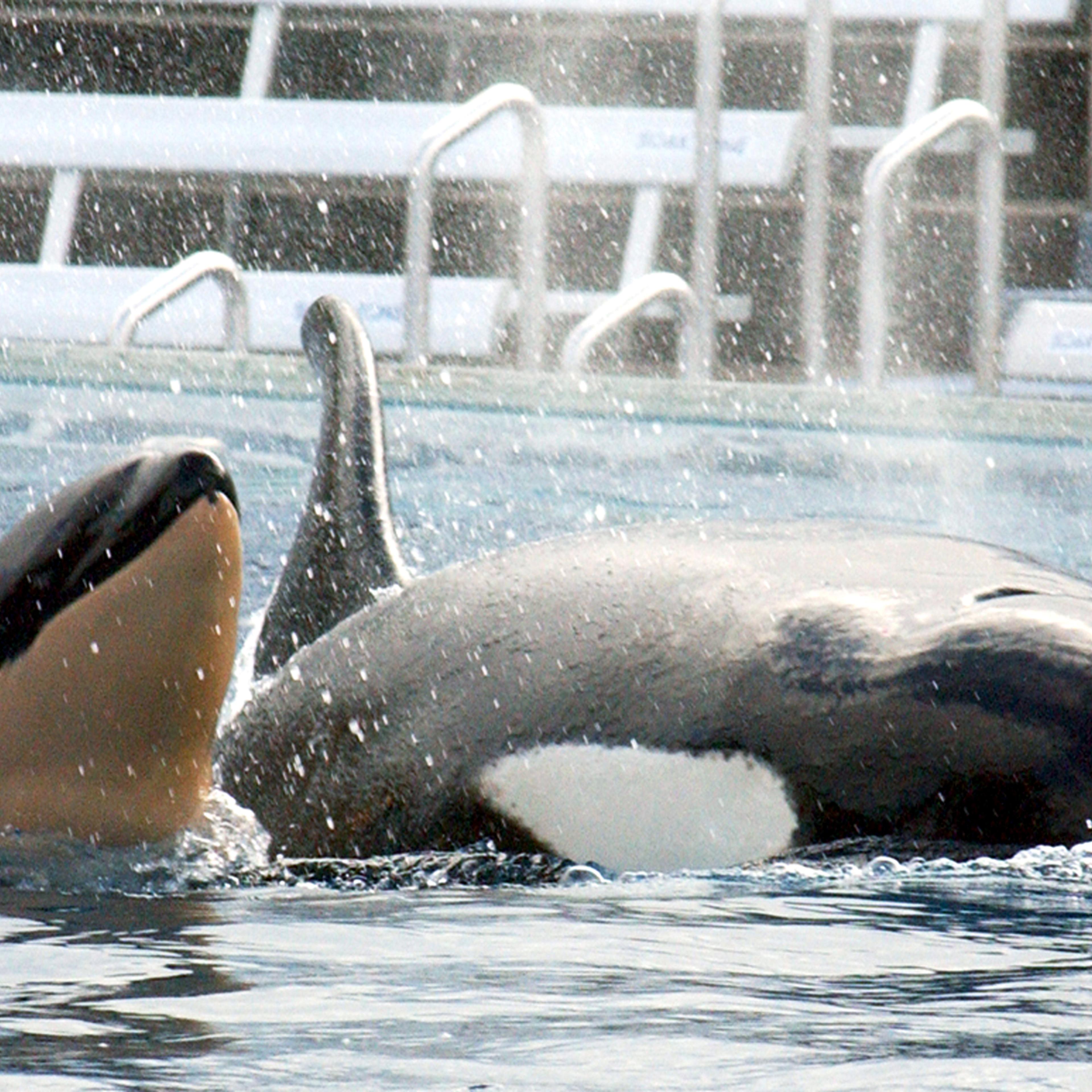 Baby Killer Whale Born At SeaWorld San Diego
