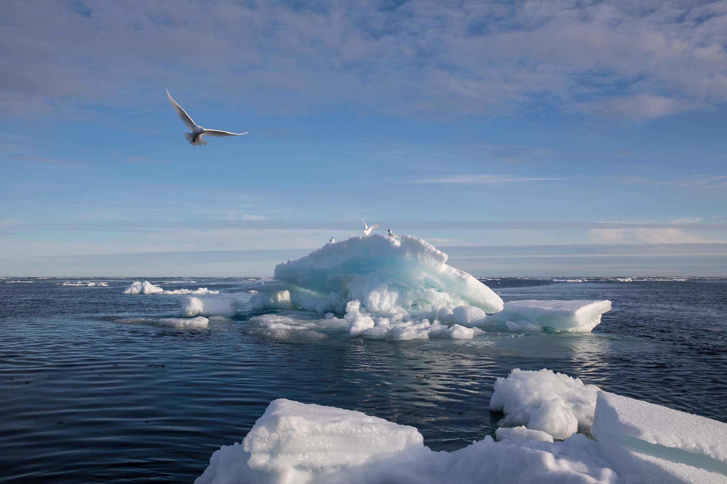 Arctic Sea Ice