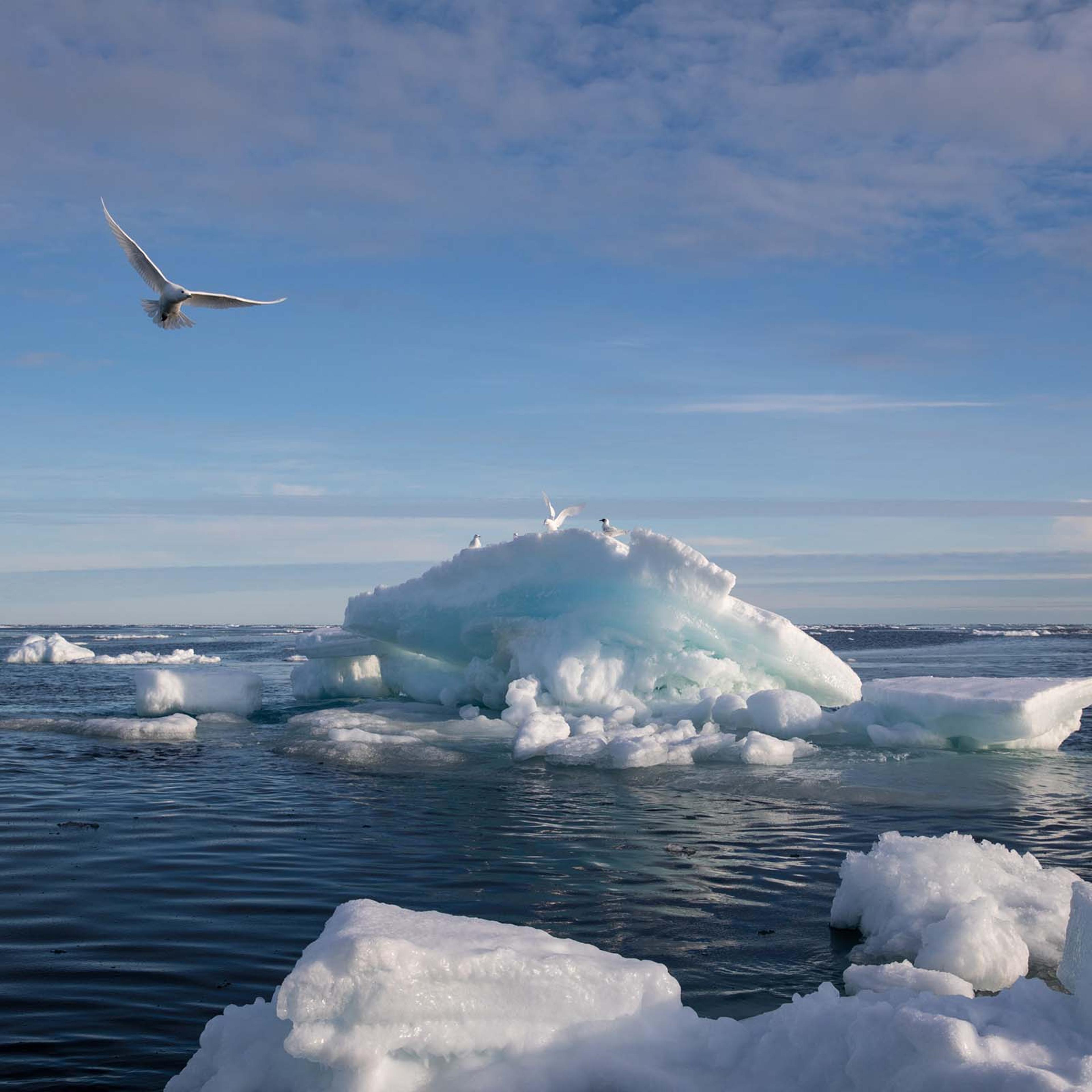 Arctic Sea Ice