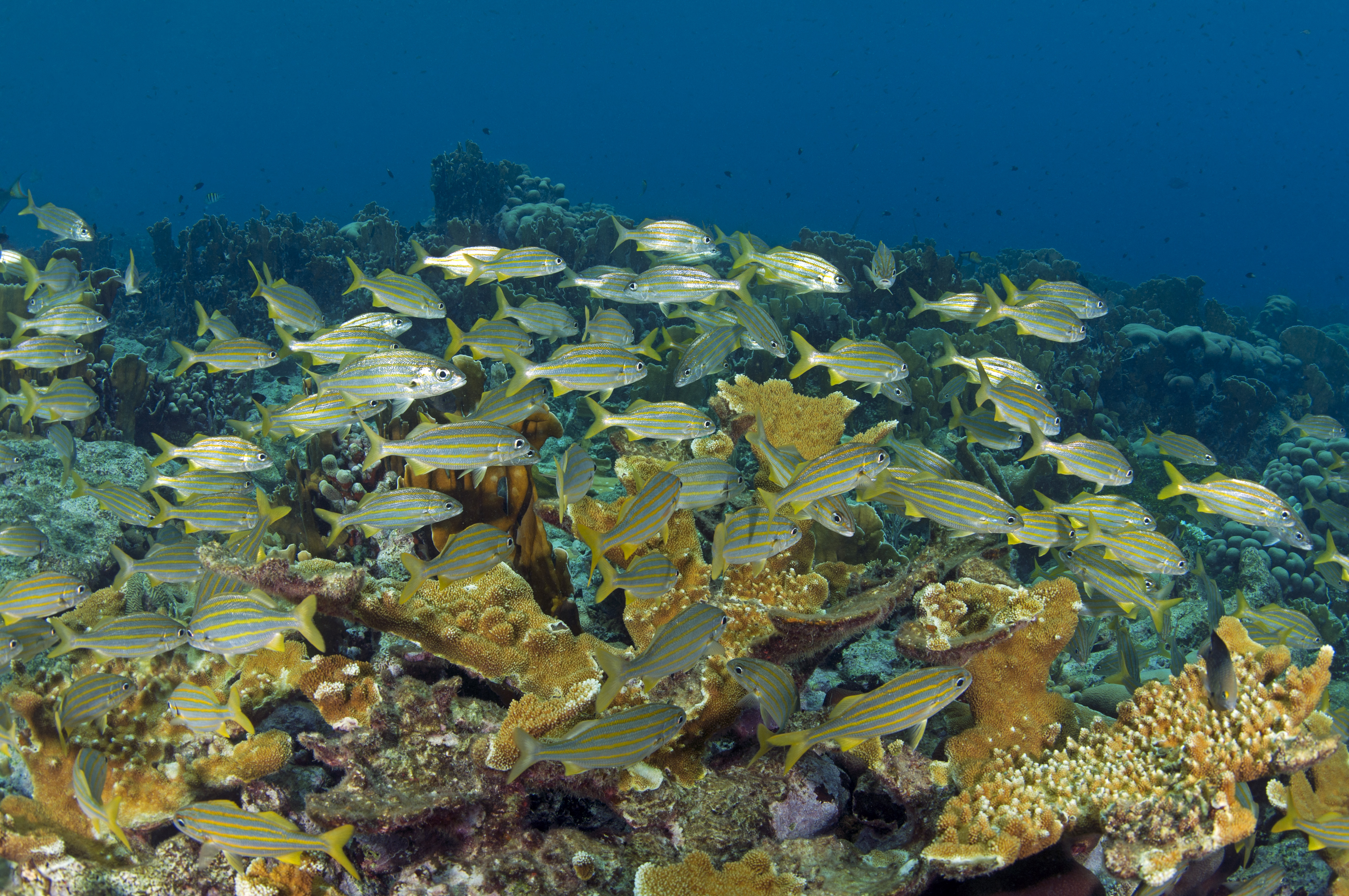 School of smallmouth grunts (Haemulon chrysargyreum) over the coral reef Curacao, Netherlands Antilles