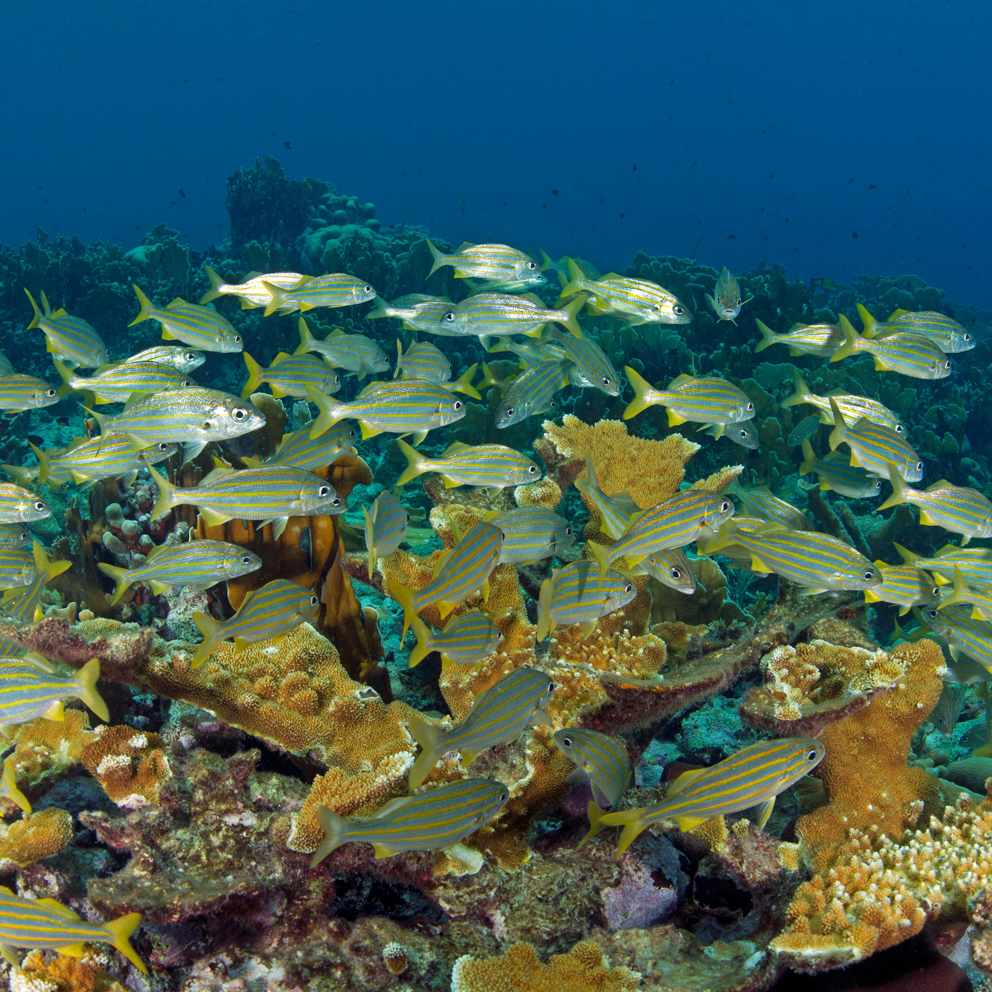 School of smallmouth grunts (Haemulon chrysargyreum) over the coral reef Curacao, Netherlands Antilles