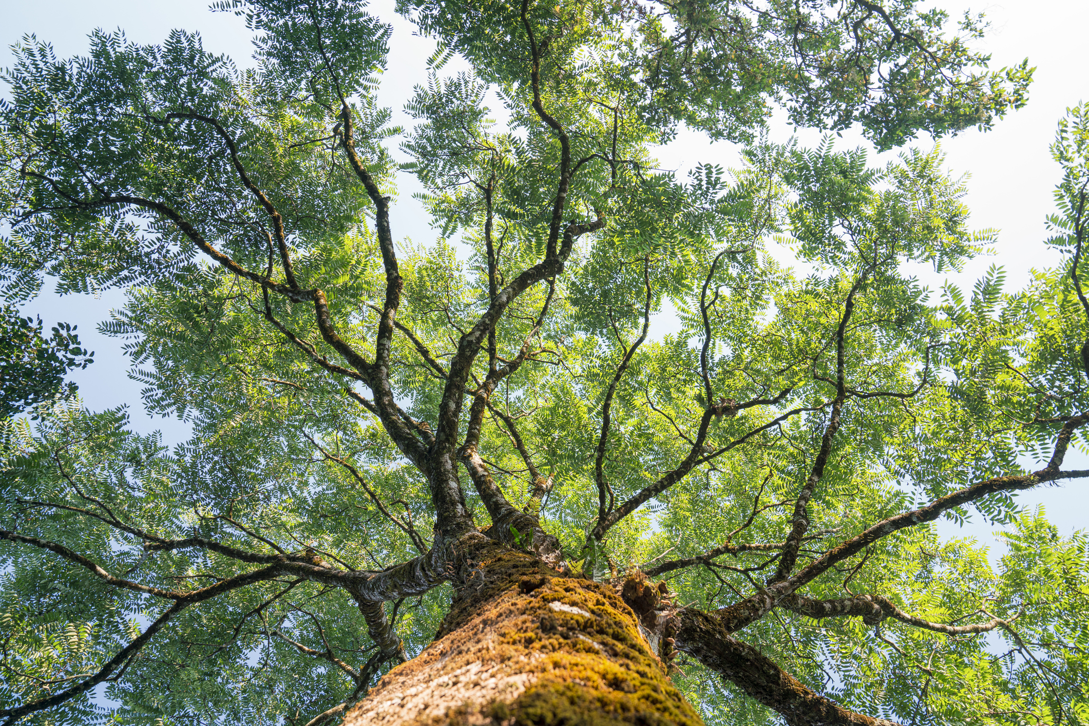 oak tree