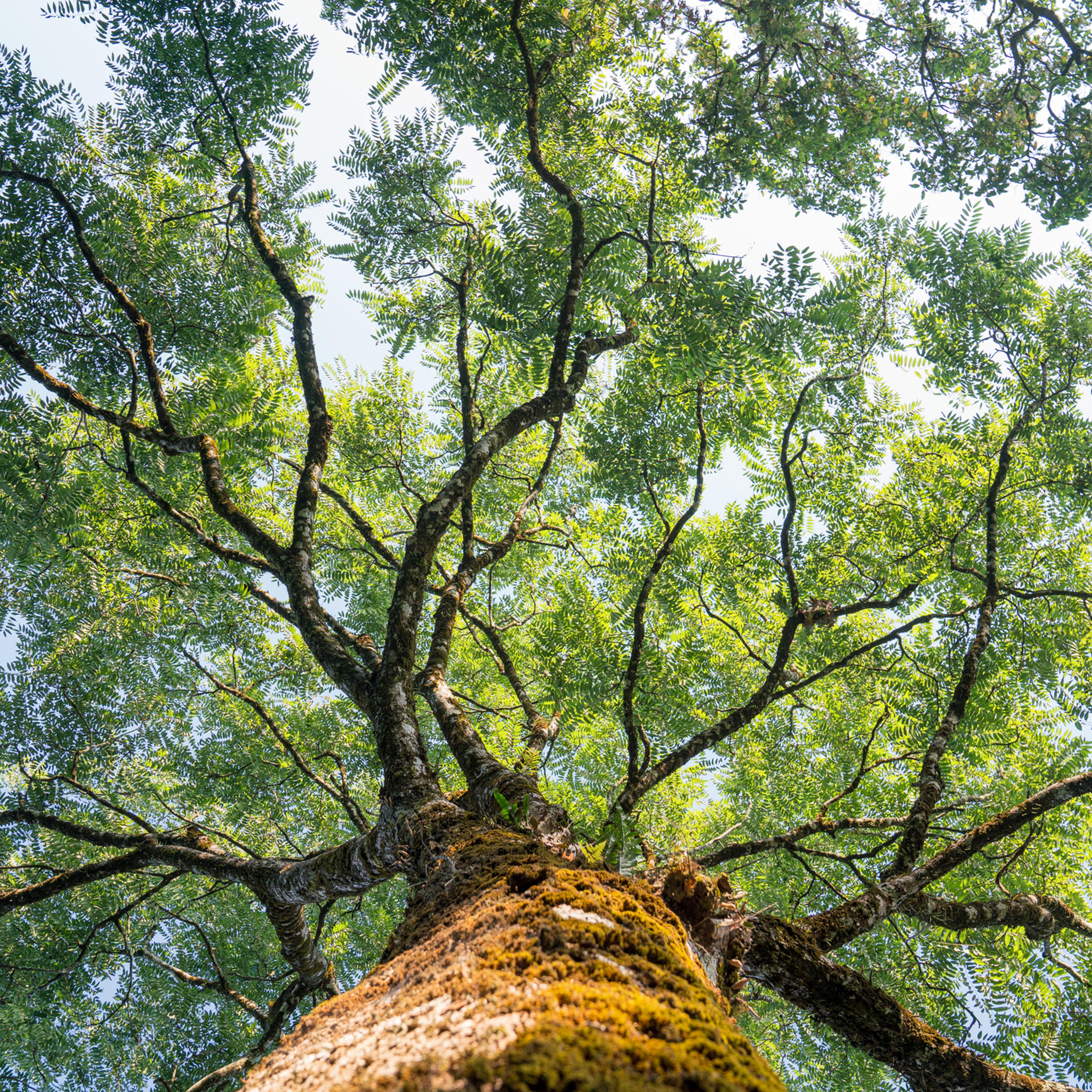 oak tree
