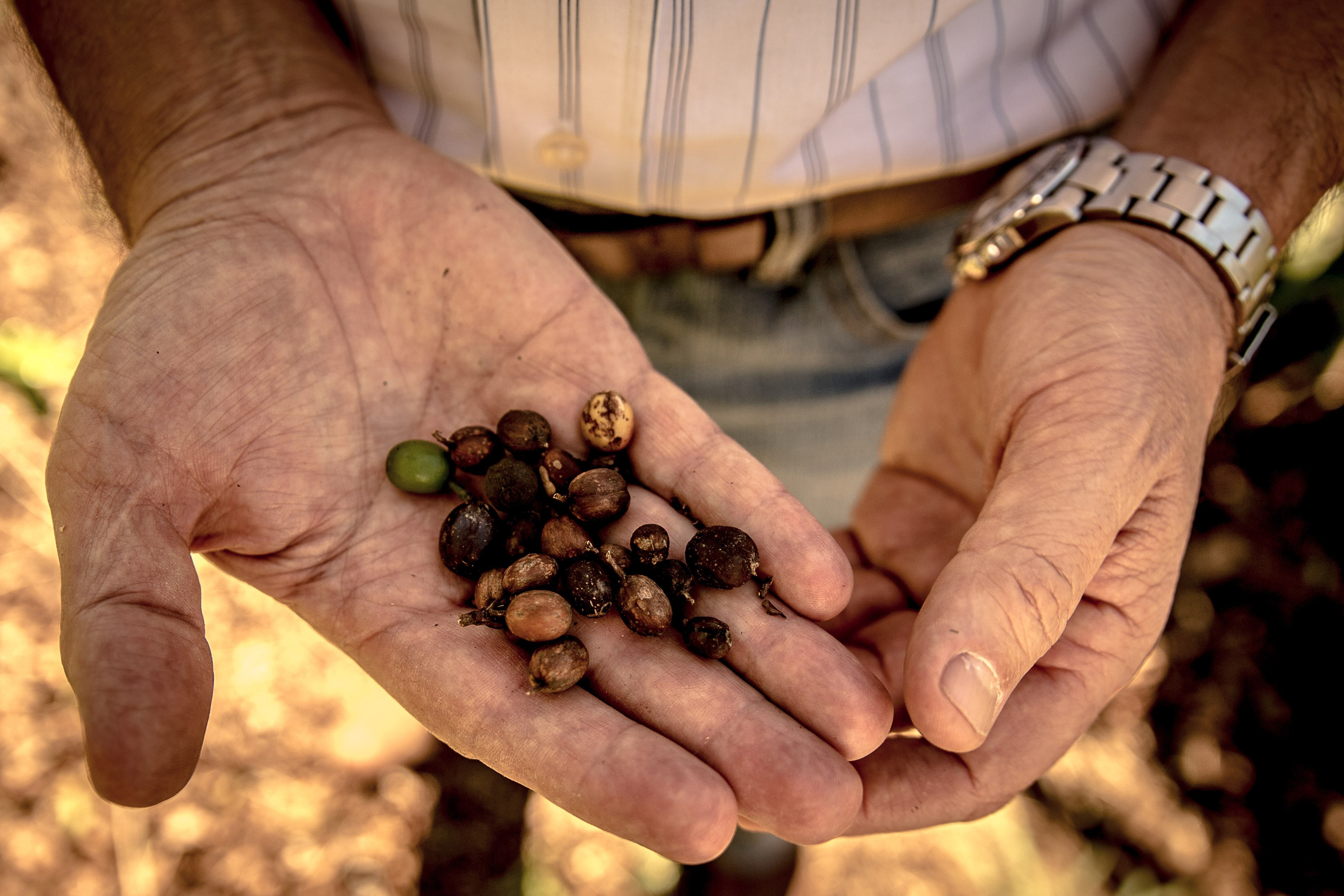 Devastating drought threatens Brazils coffee production